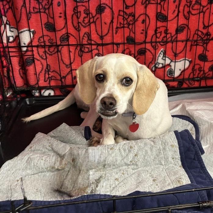 Enlarge CHELLY, a Adoptable mixed breed in Berlin, NJ image 3/6