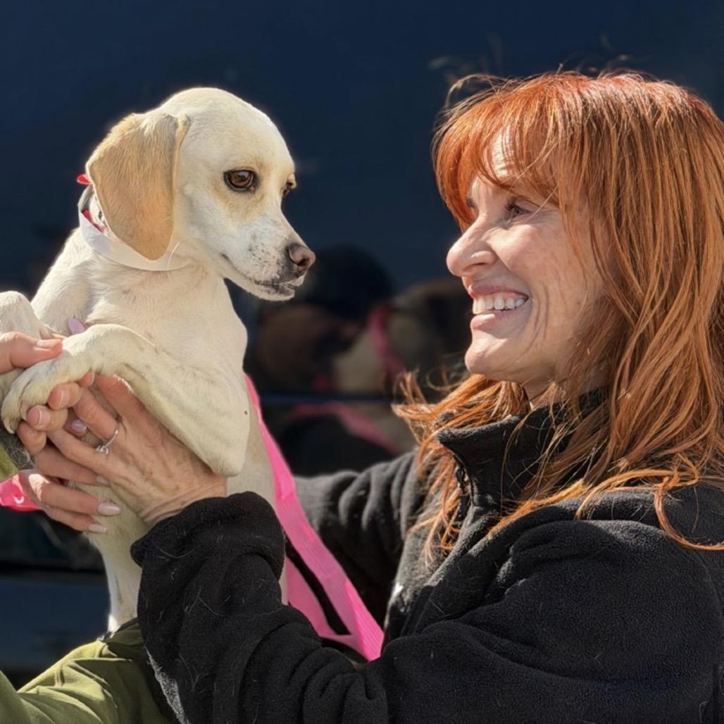 Enlarge CHELLY, a Adoptable mixed breed in Berlin, NJ image 4/6