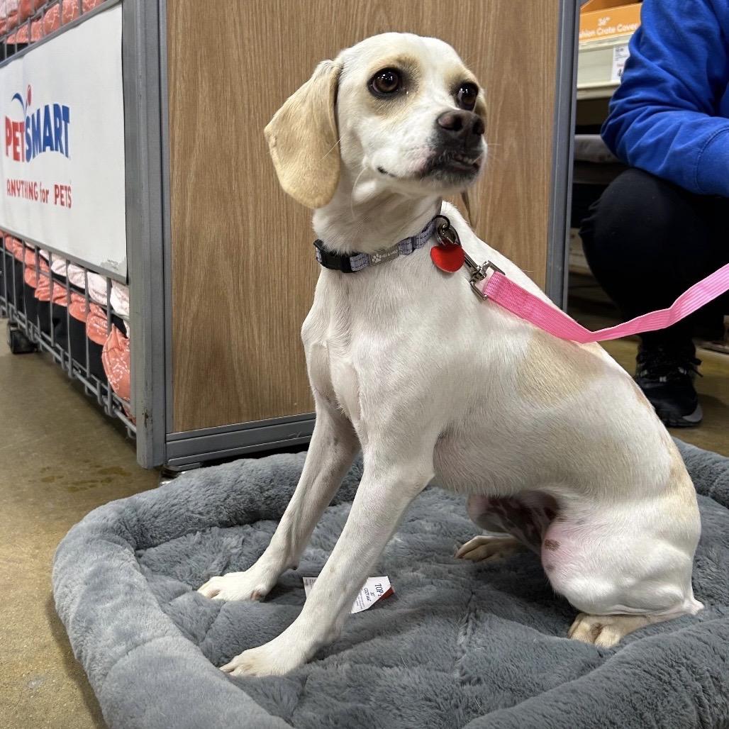 Enlarge CHELLY, a Adoptable mixed breed in Berlin, NJ image 5/6