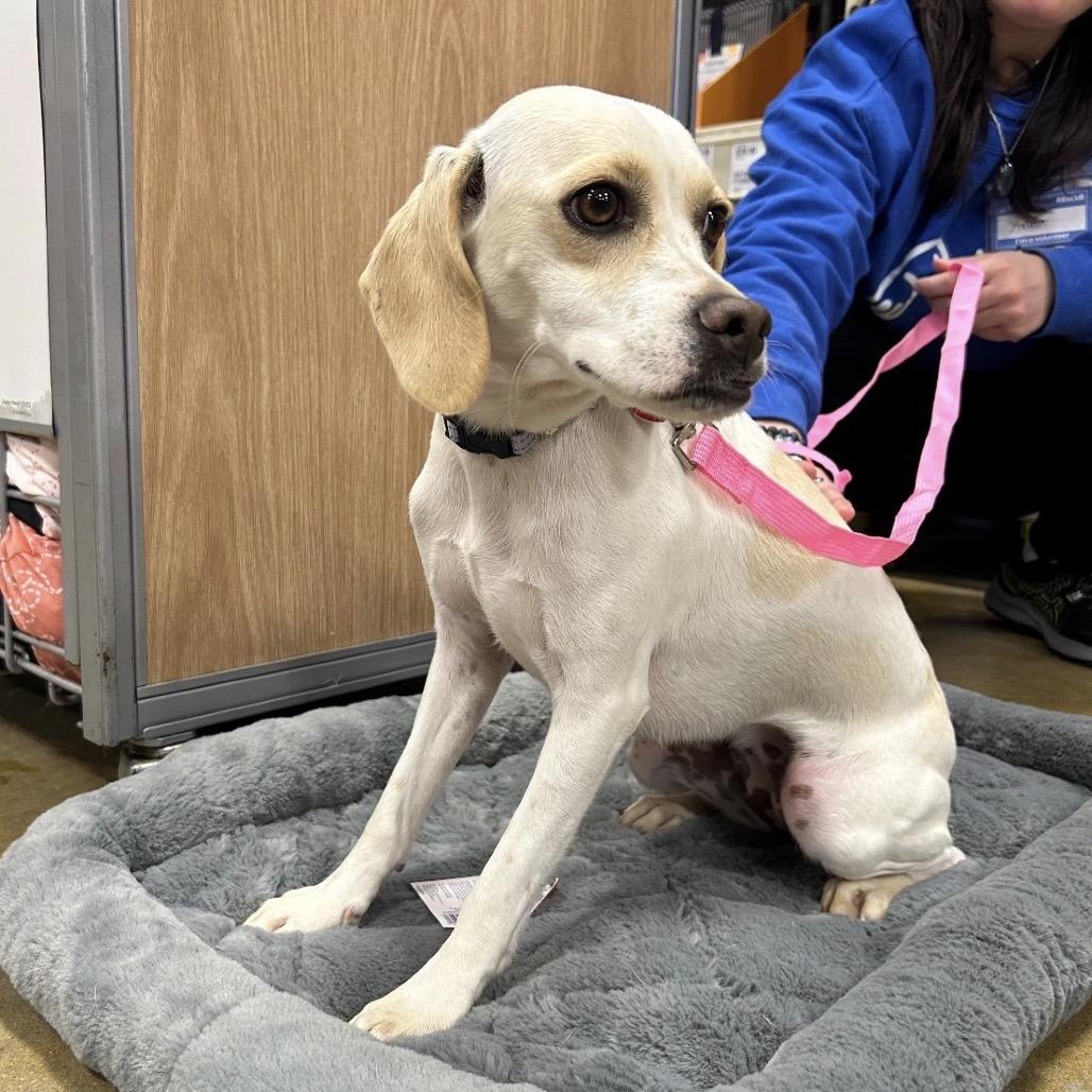 Enlarge CHELLY, a Adoptable mixed breed in Berlin, NJ image 6/6