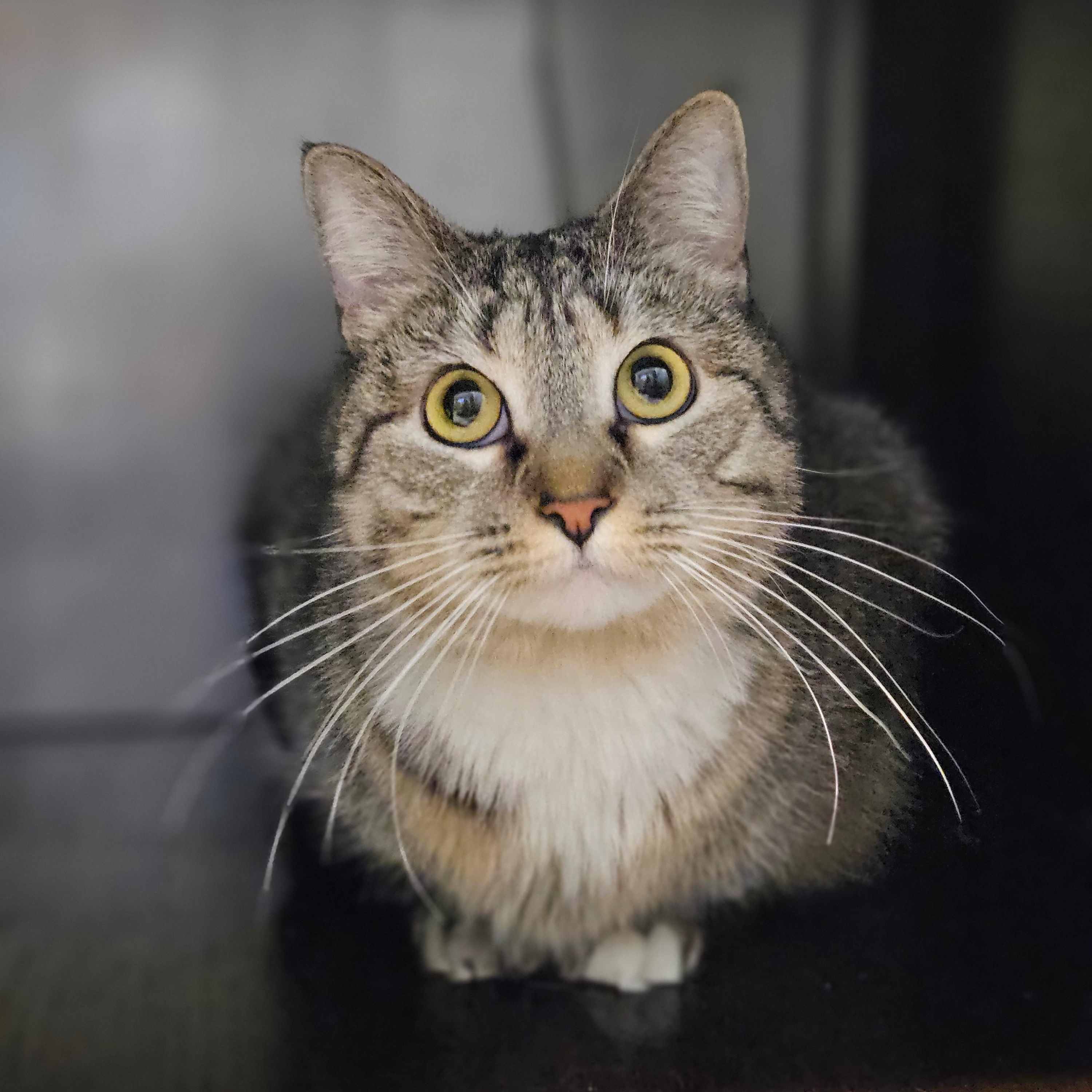 Enlarge Juniper, a ADOPTABLE Domestic Medium Hair in Endicott, NY image 4/4