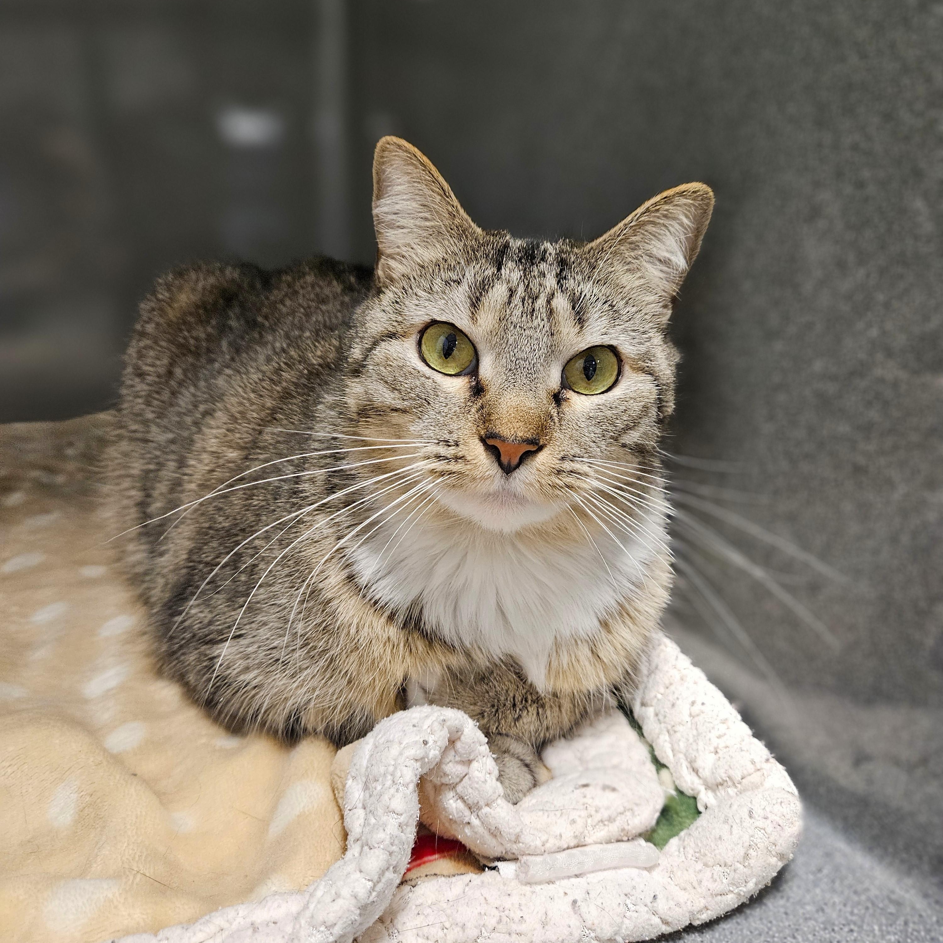 Enlarge Juniper, a ADOPTABLE Domestic Medium Hair in Endicott, NY image 5/5