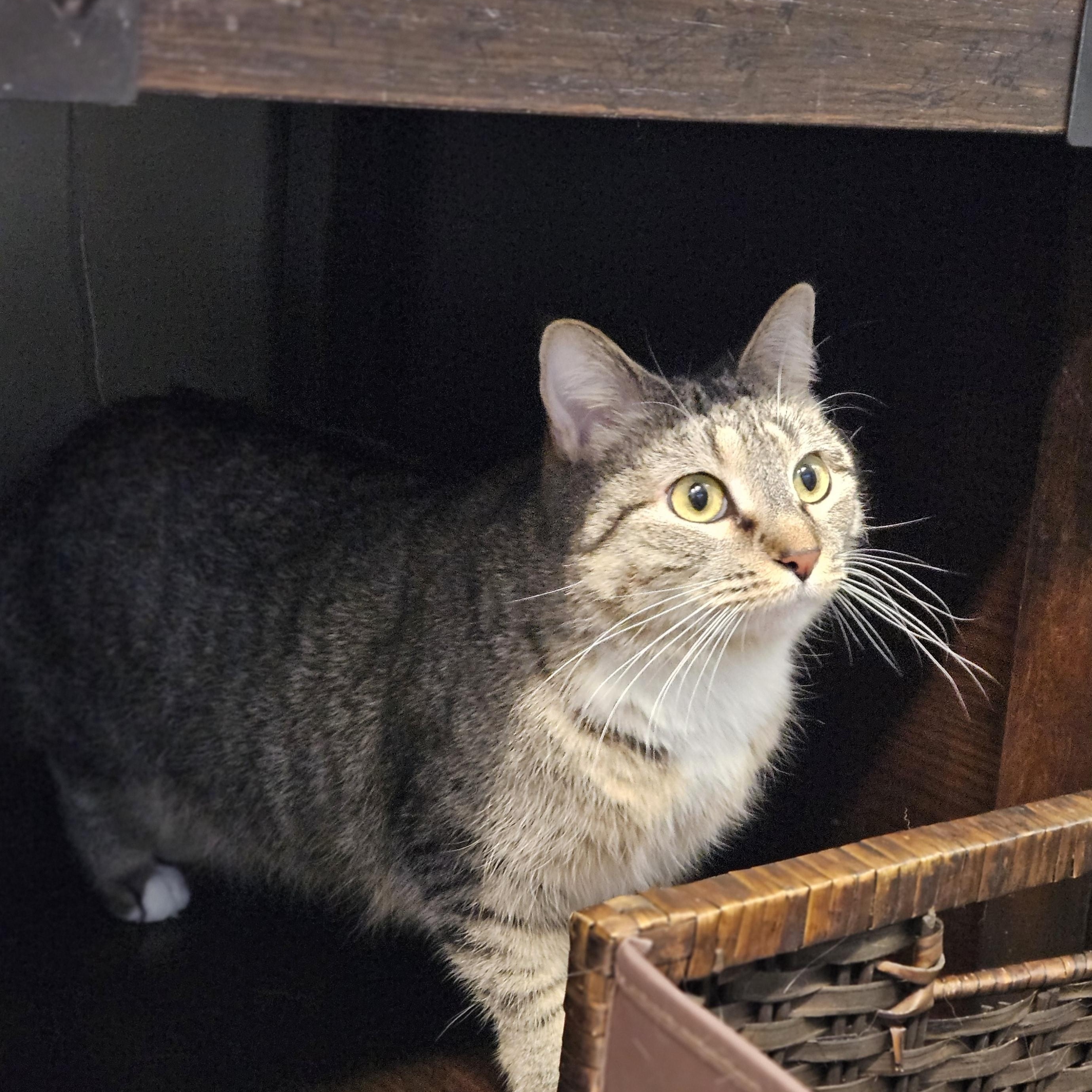 Enlarge Juniper, a ADOPTABLE Domestic Medium Hair in Endicott, NY image 2/4