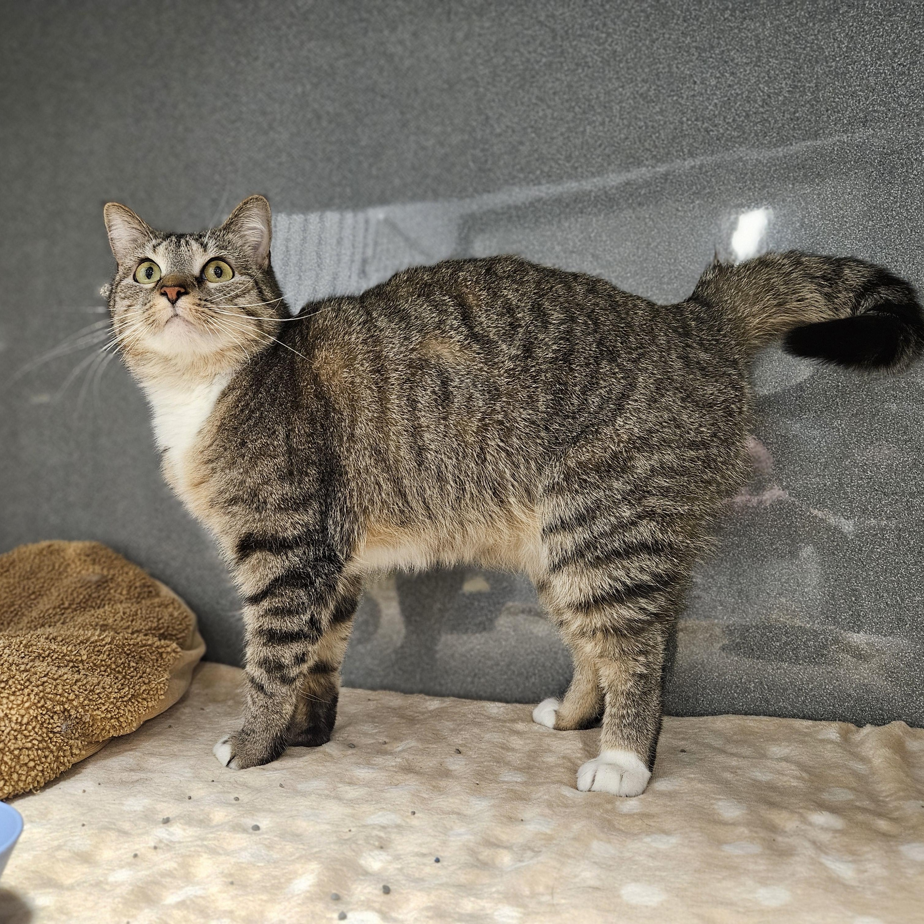 Enlarge Juniper, a ADOPTABLE Domestic Medium Hair in Endicott, NY image 3/4