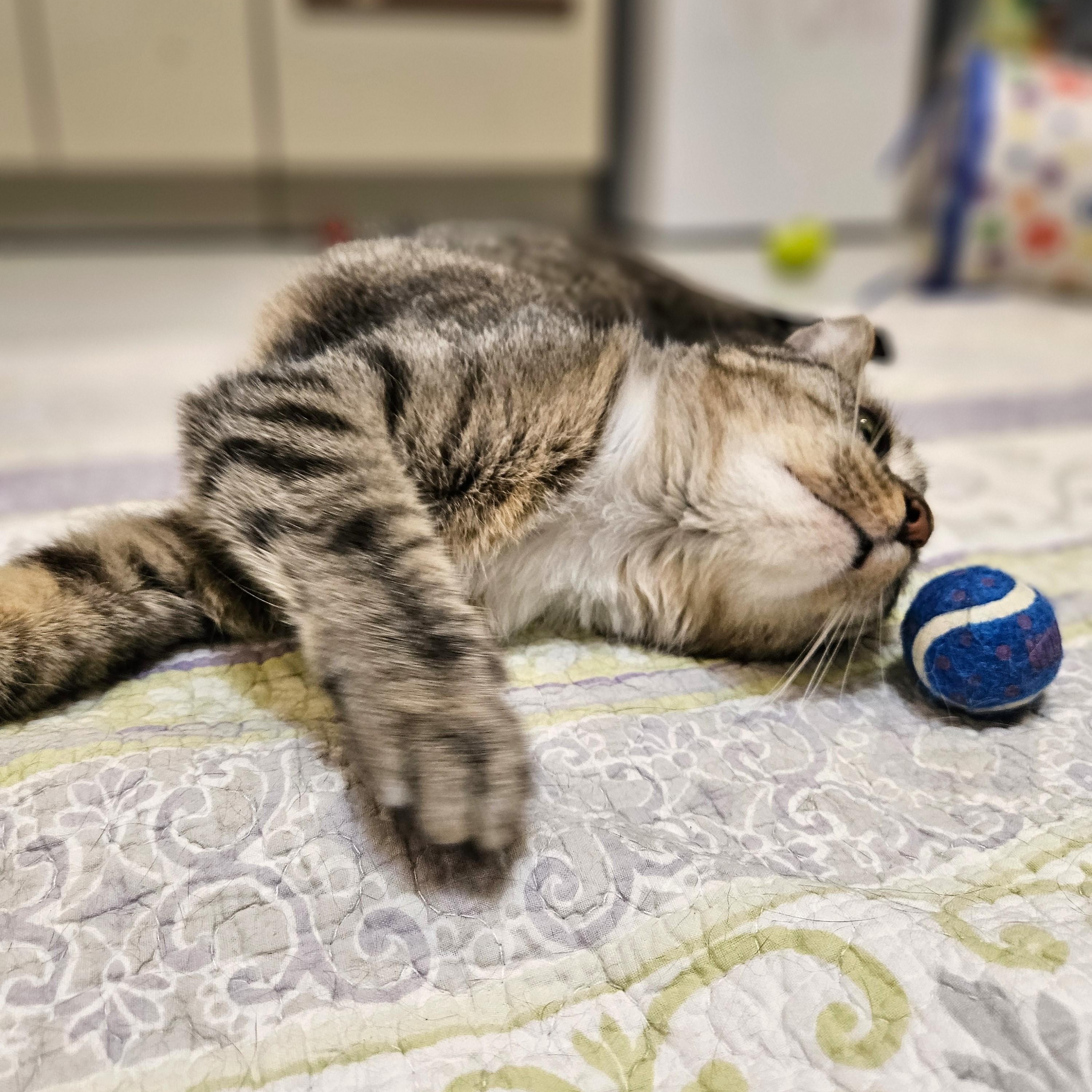 Enlarge Juniper, a ADOPTABLE Domestic Medium Hair in Endicott, NY image 4/5
