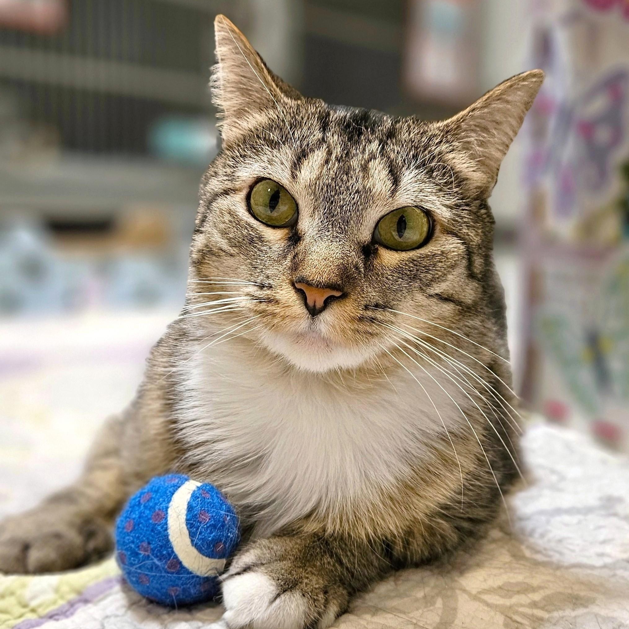 Juniper, ADOPTABLE, Adult Female Domestic Medium Hair.