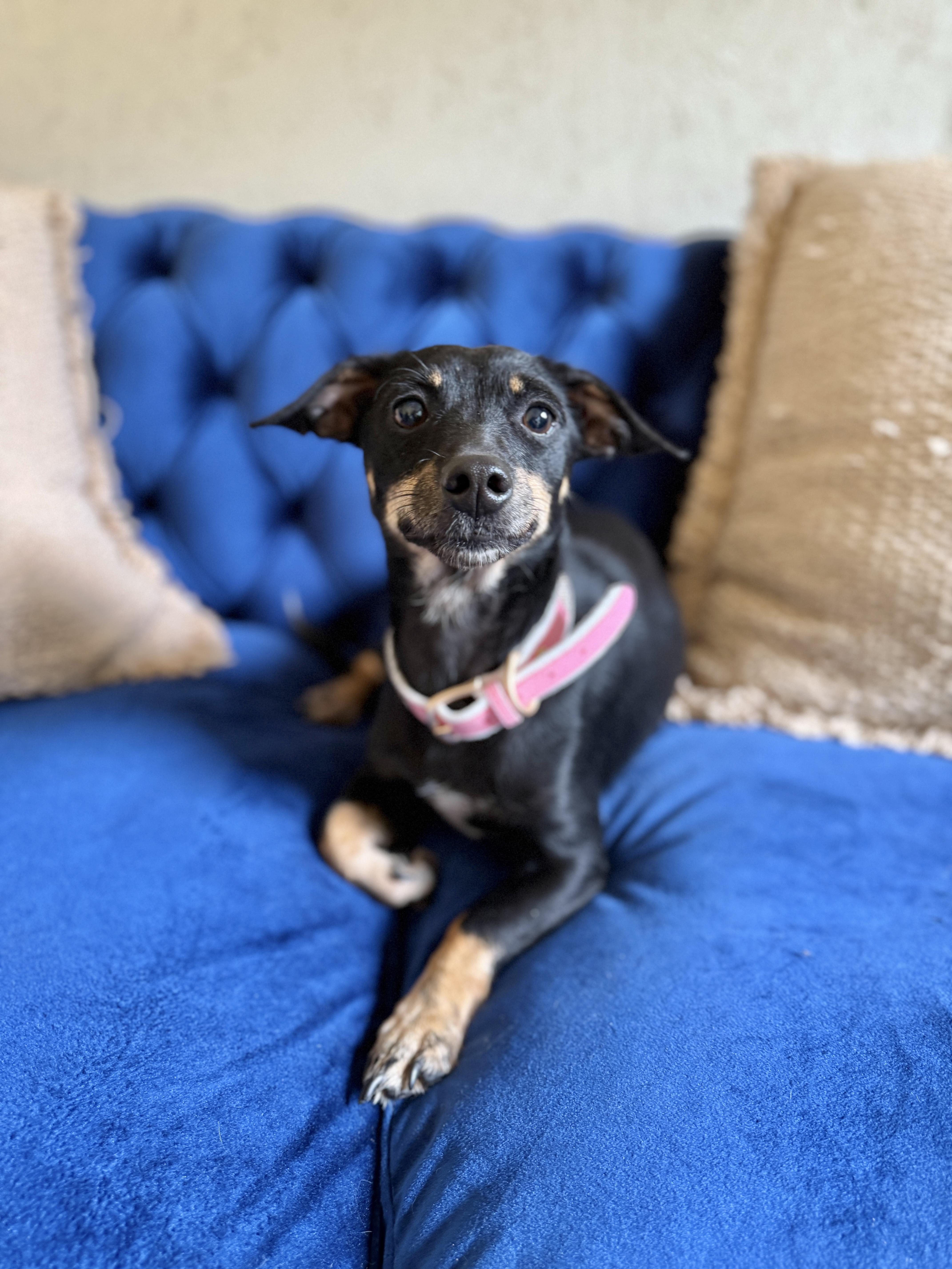 Enlarge Rachel Wall, a Adoptable mixed breed in SYLVANIA, GA image 2/5