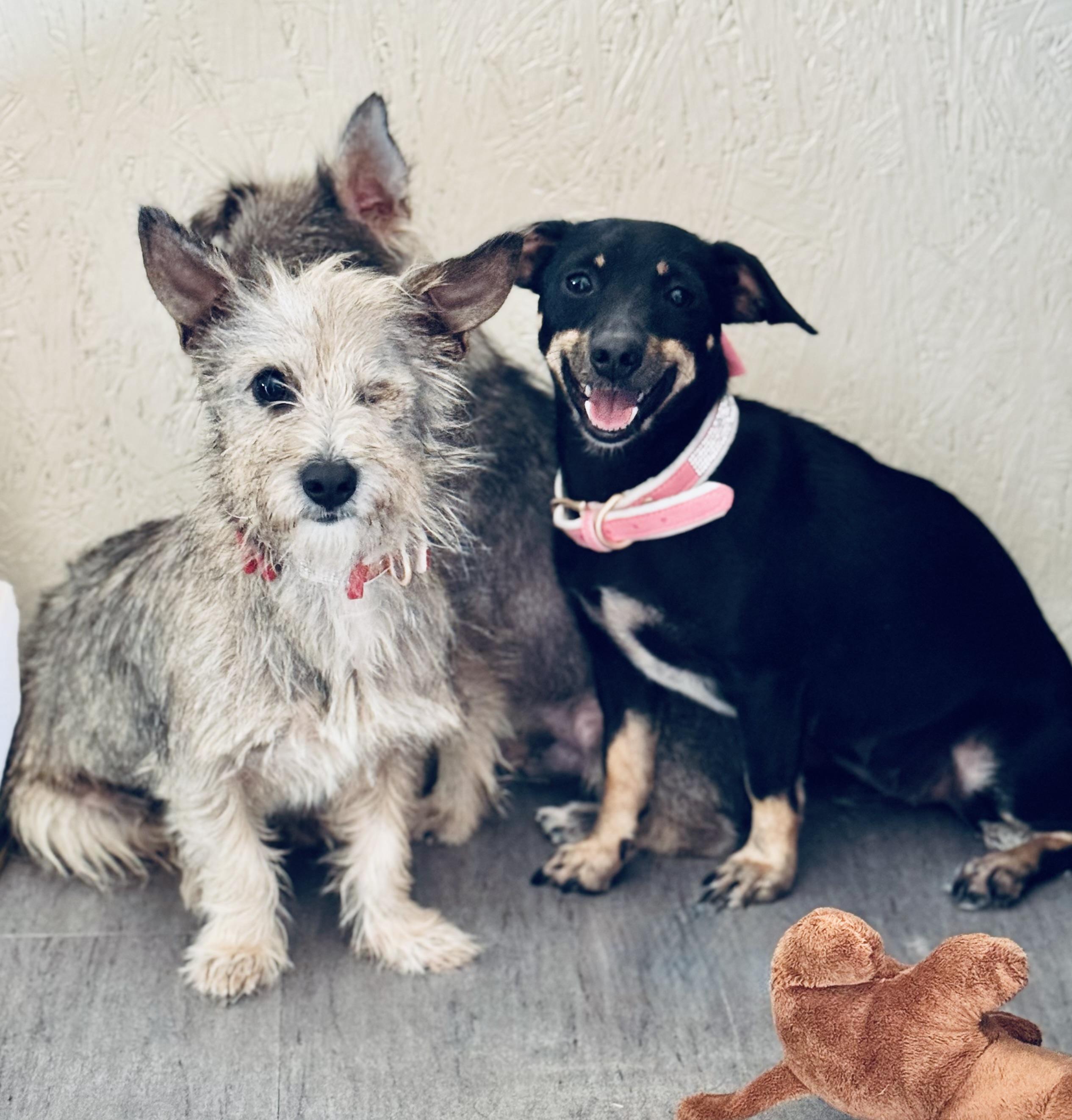 Enlarge Rachel Wall, a Adoptable mixed breed in SYLVANIA, GA image 1/5