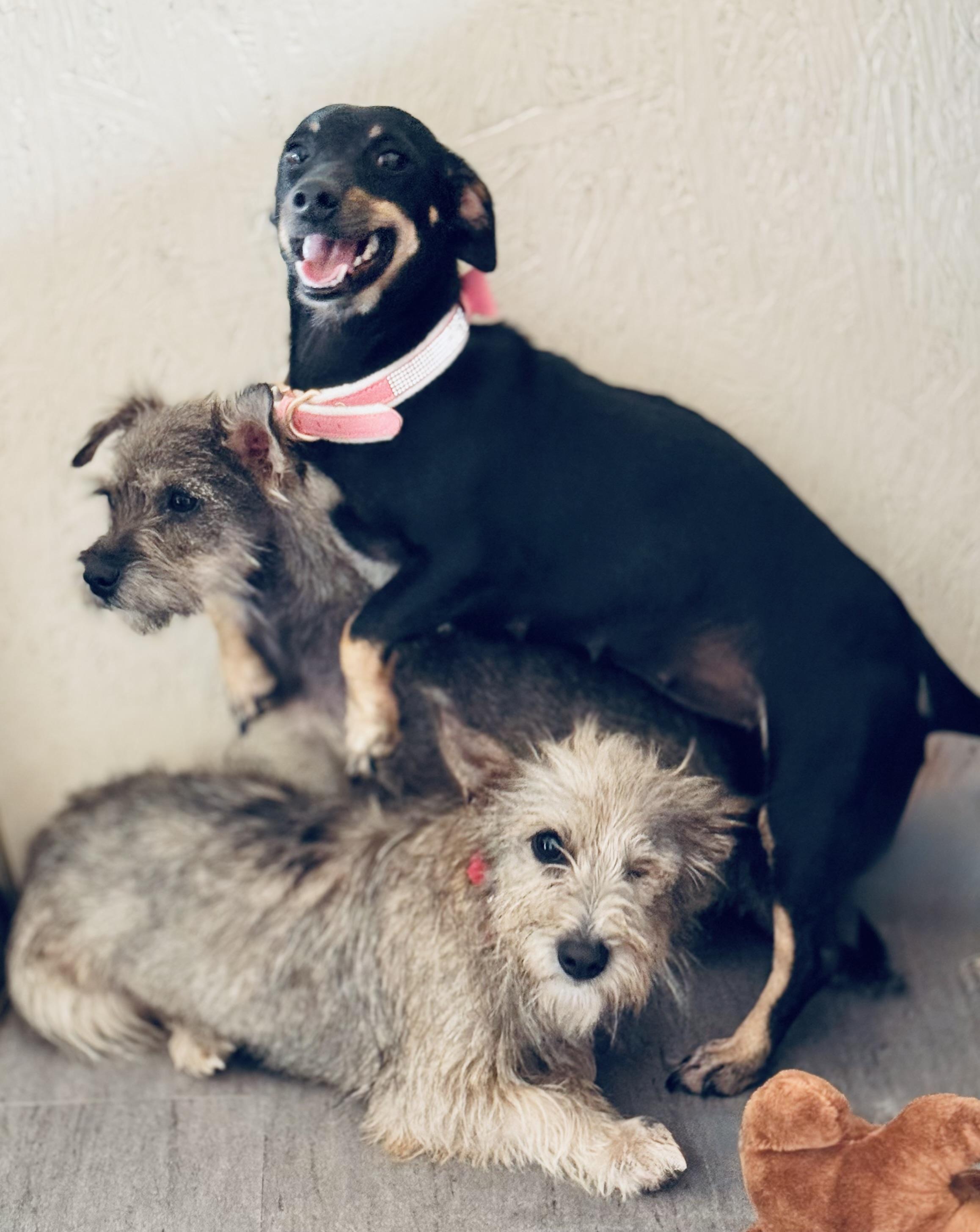 Enlarge Rachel Wall, a Adoptable mixed breed in SYLVANIA, GA image 3/5