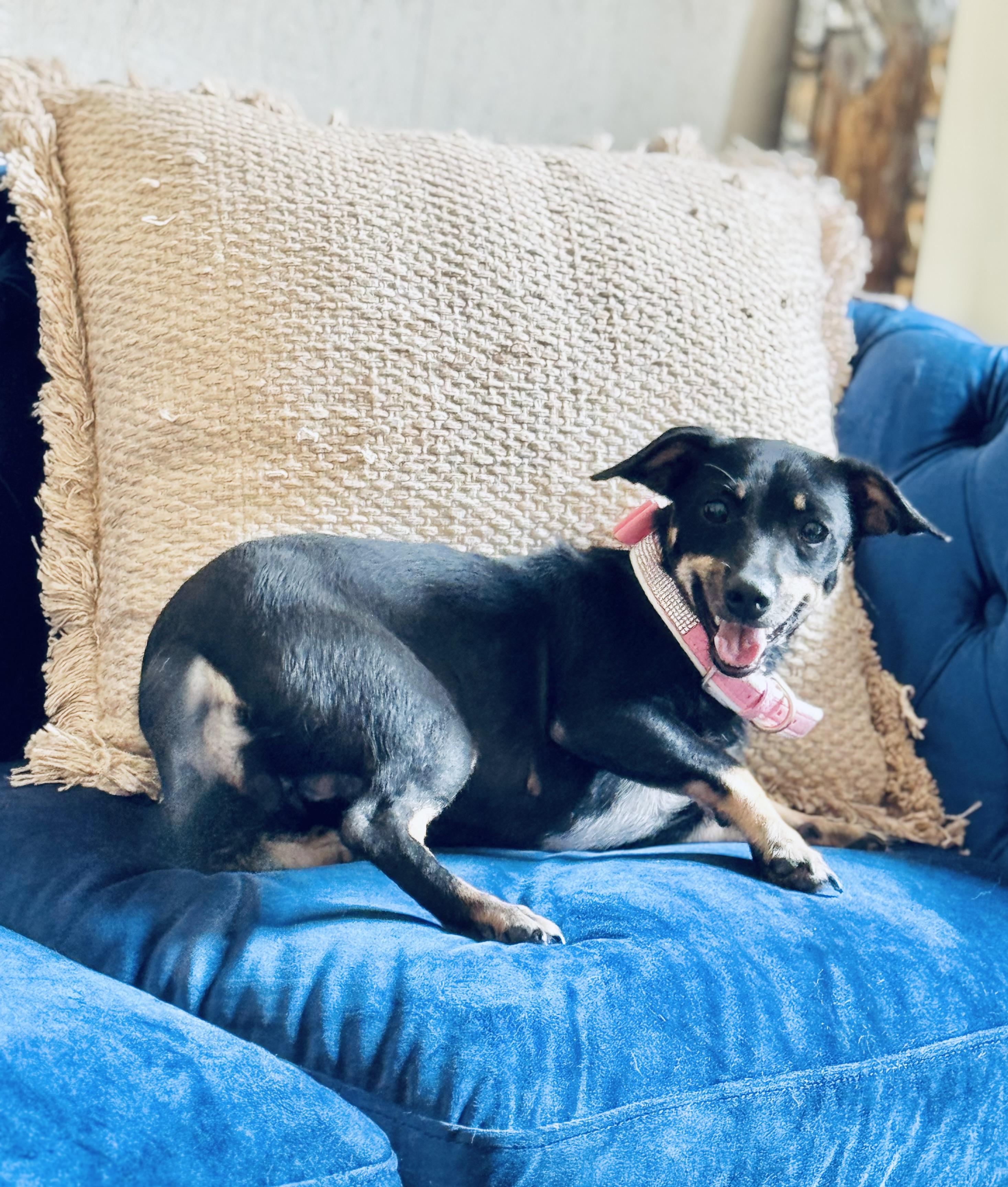 Enlarge Rachel Wall, a Adoptable mixed breed in SYLVANIA, GA image 4/5