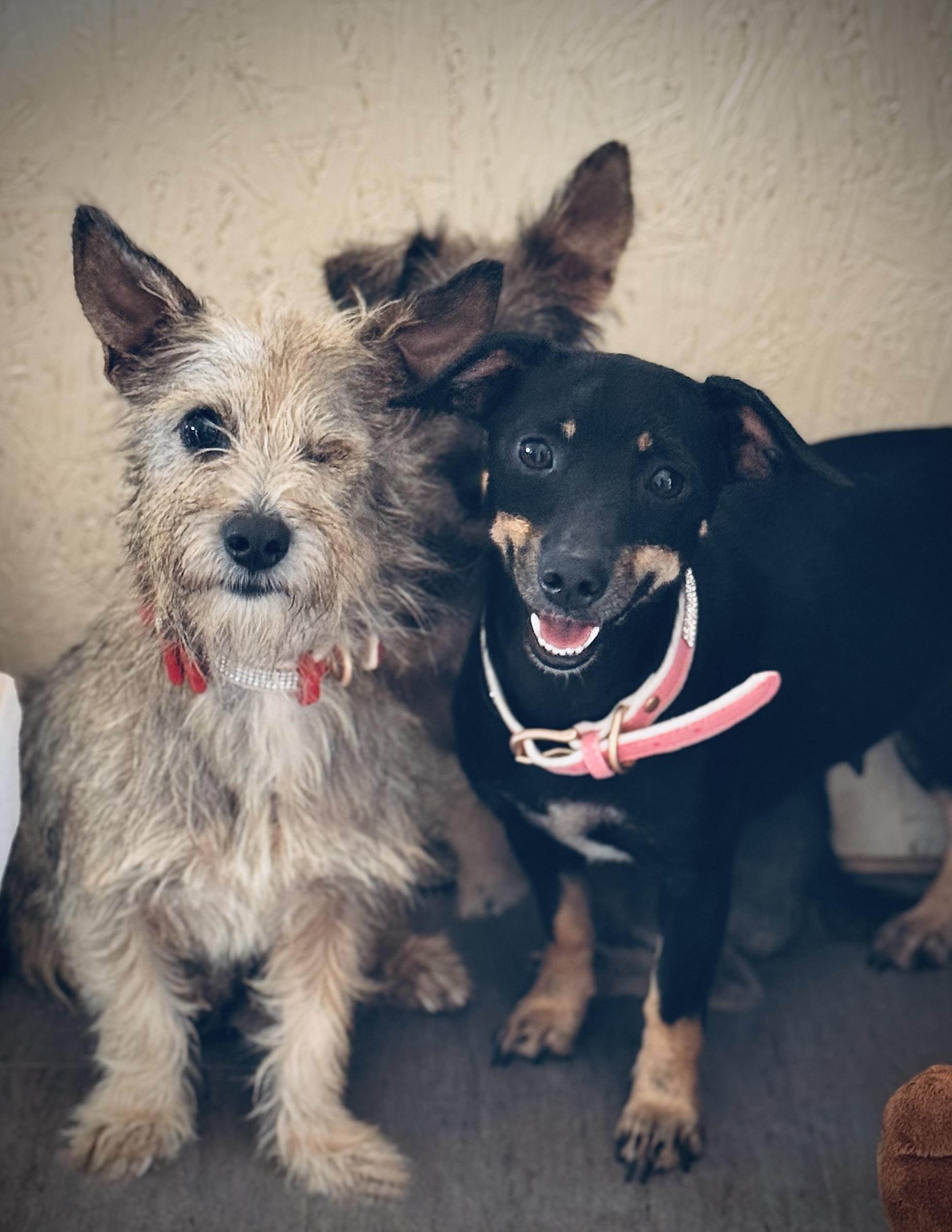 Enlarge Rachel Wall, a Adoptable mixed breed in SYLVANIA, GA image 5/5