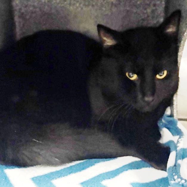Enlarge Storm, a Adoptable Domestic Short Hair in Concord, NH image 1/1