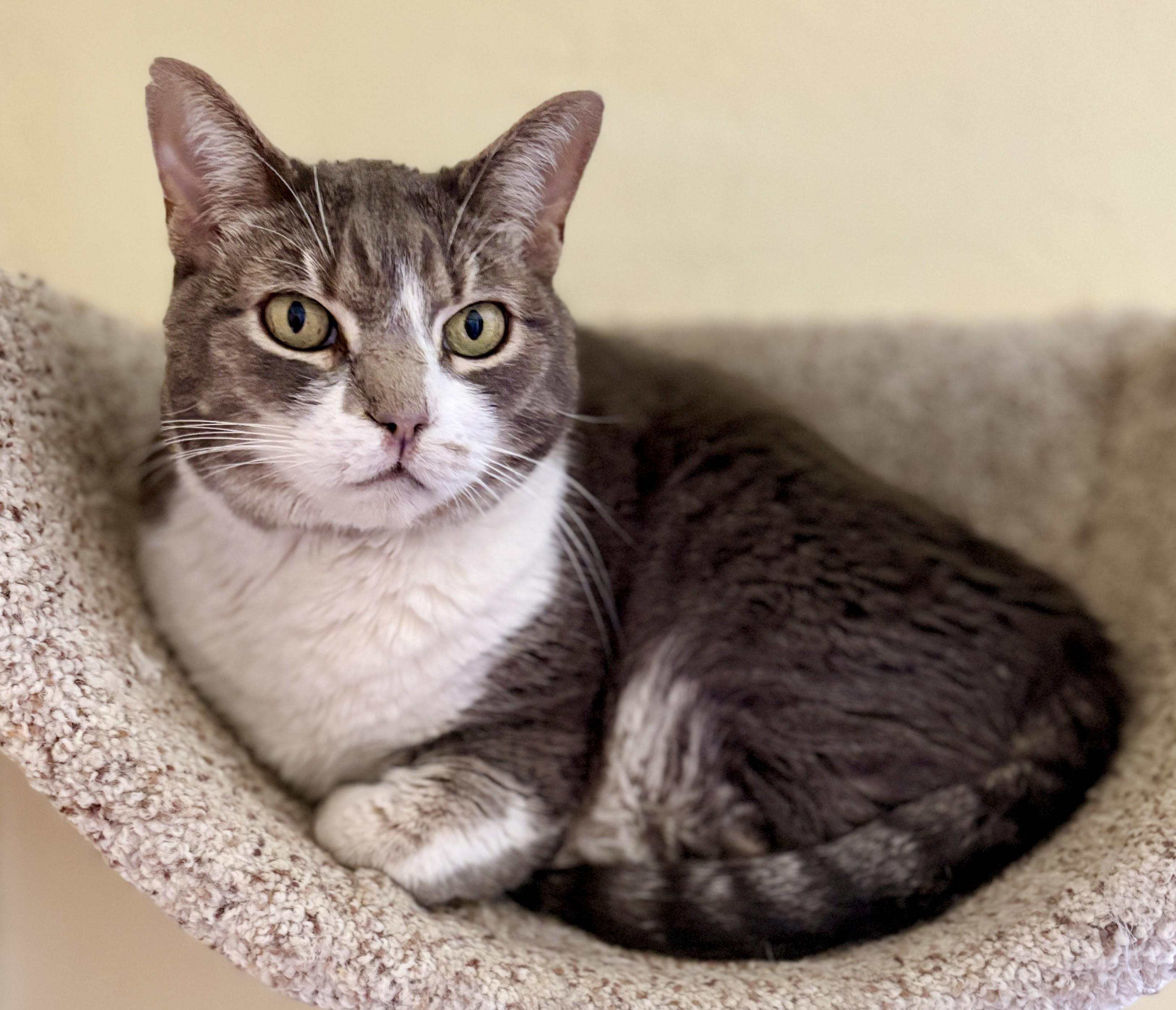 Enlarge TYR, a ADOPTABLE Tabby in Prescott, AZ image 1/5