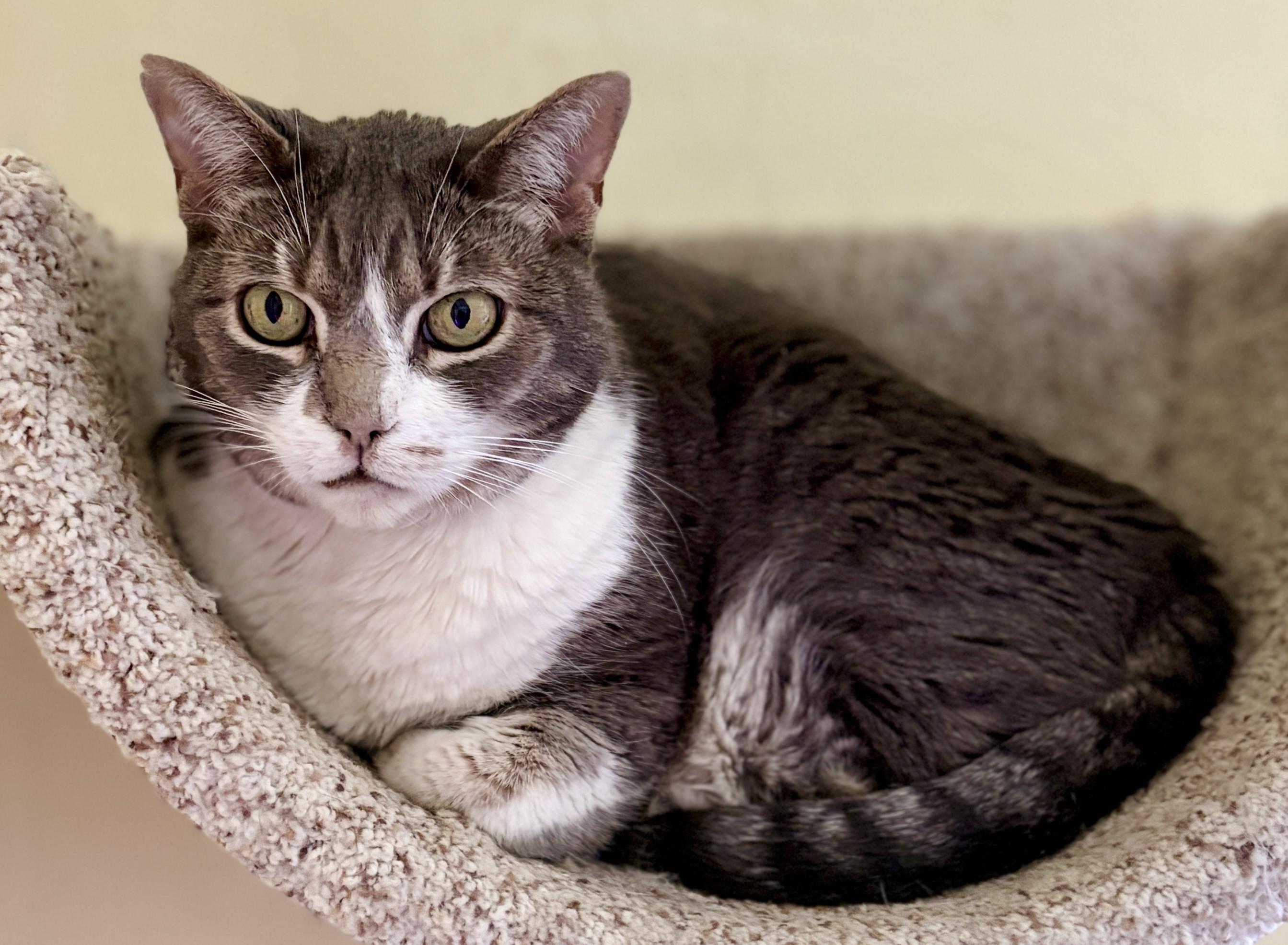 Enlarge TYR, a ADOPTABLE Tabby in Prescott, AZ image 5/5