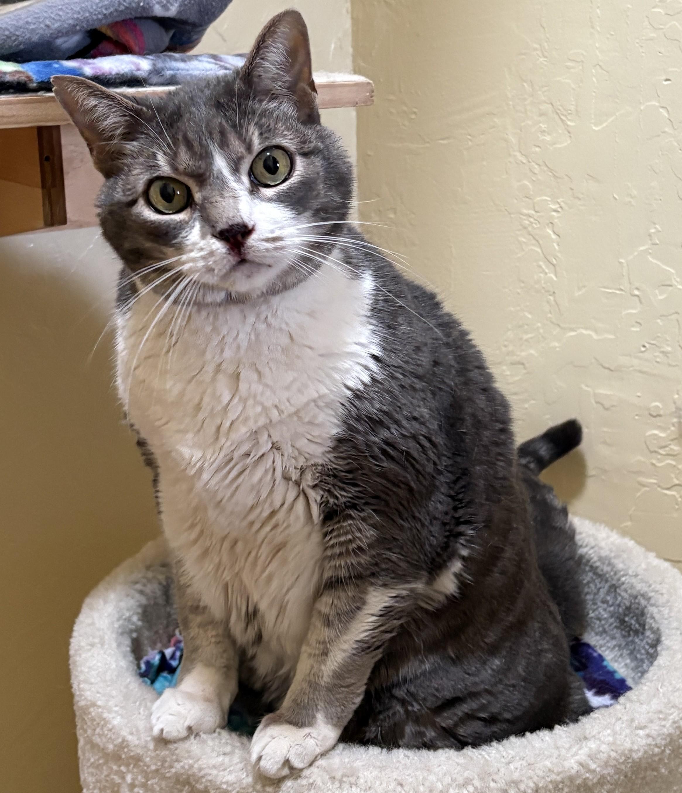 Enlarge TYR, a ADOPTABLE Tabby in Prescott, AZ image 2/5