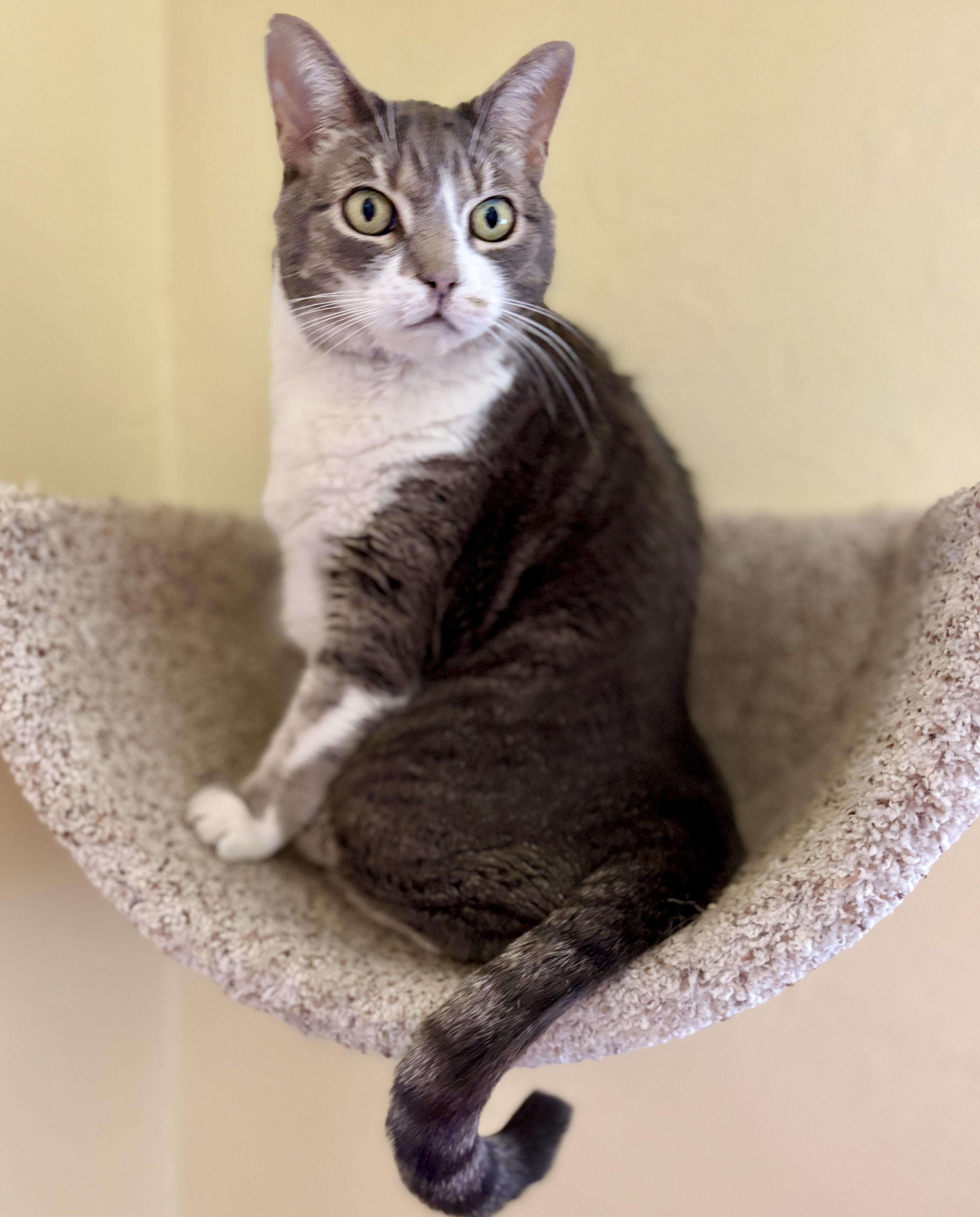 Enlarge TYR, a ADOPTABLE Tabby in Prescott, AZ image 4/5
