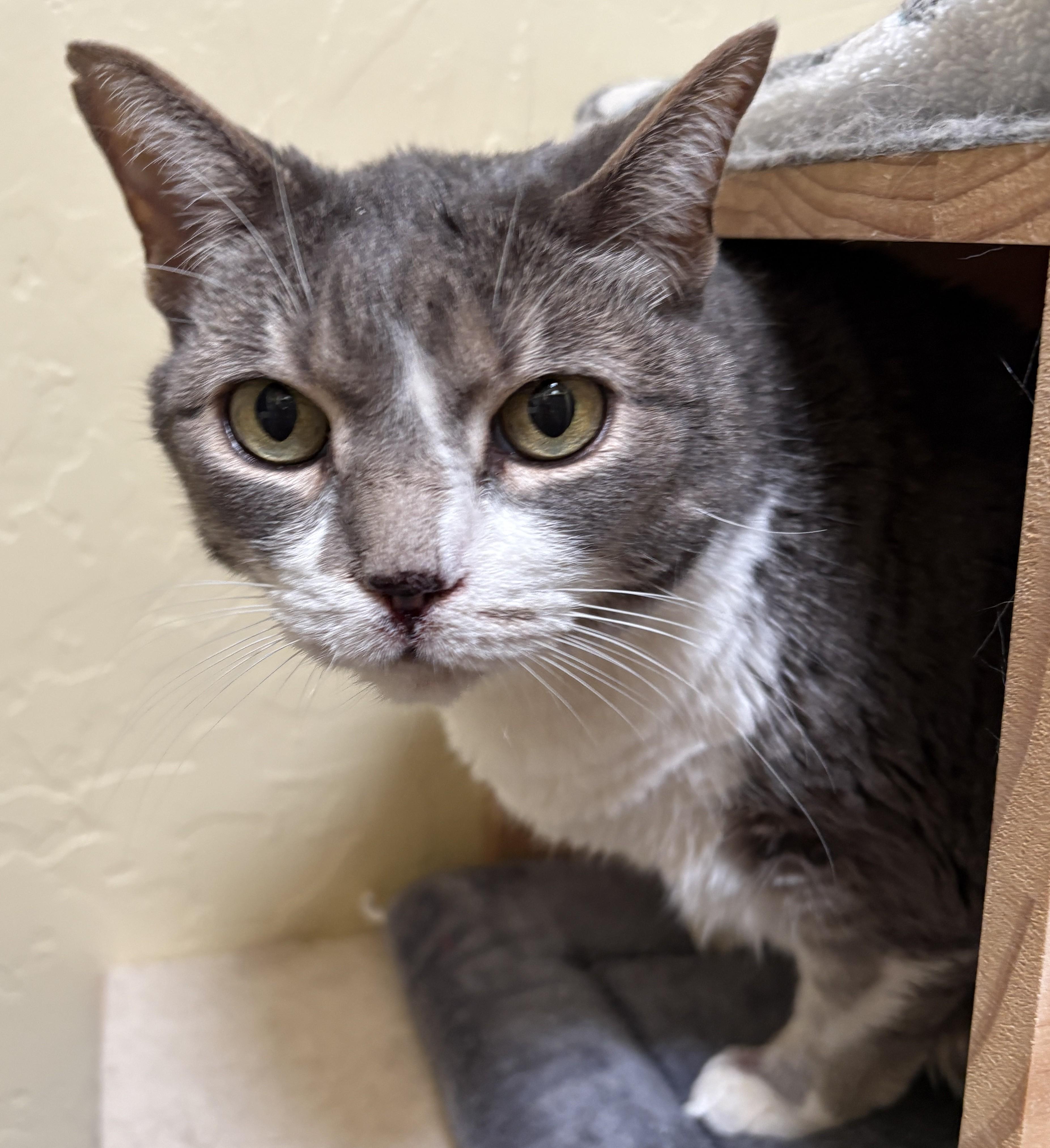 Enlarge TYR, a ADOPTABLE Tabby in Prescott, AZ image 3/5