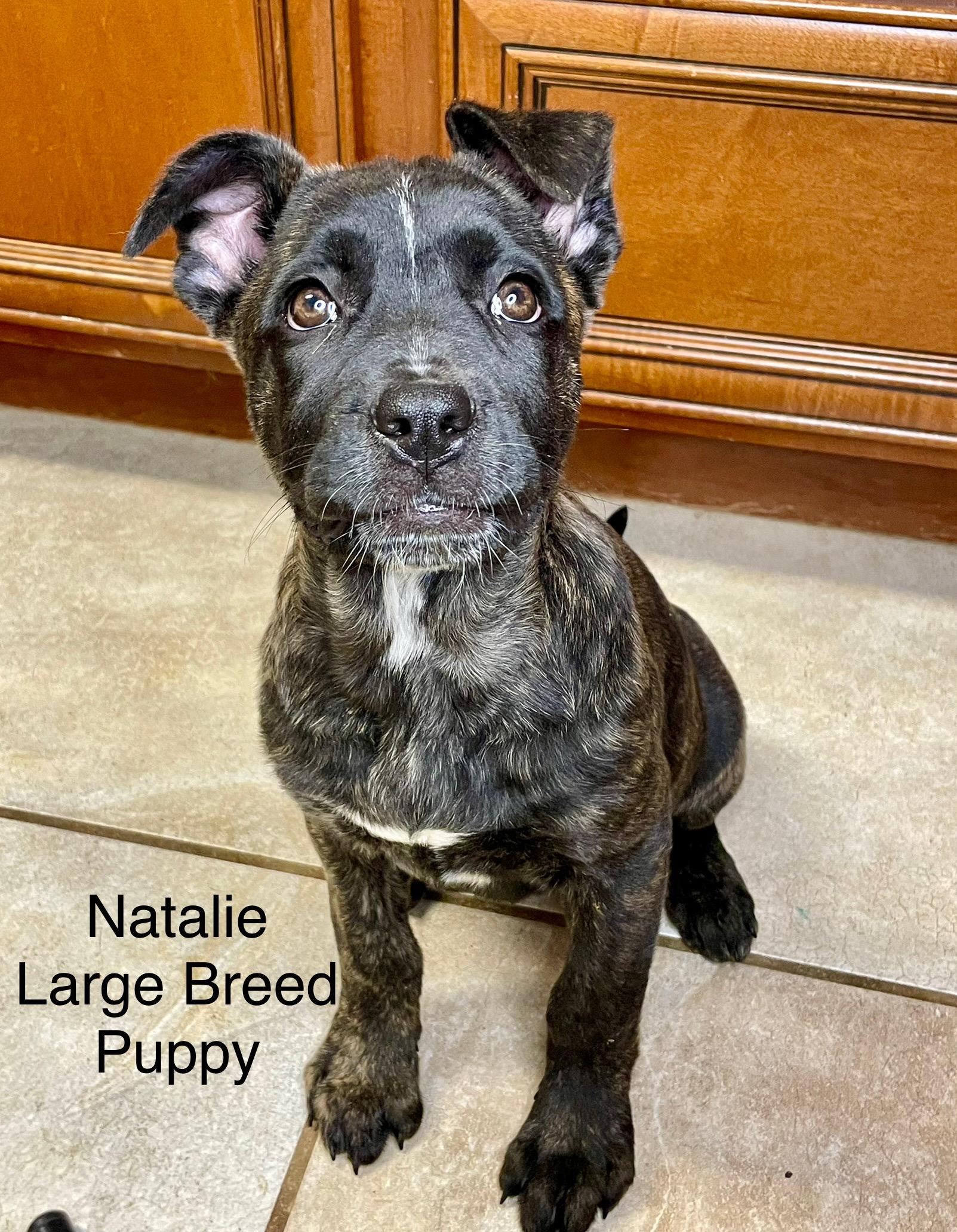 Nate and Natalie - brindle puppies