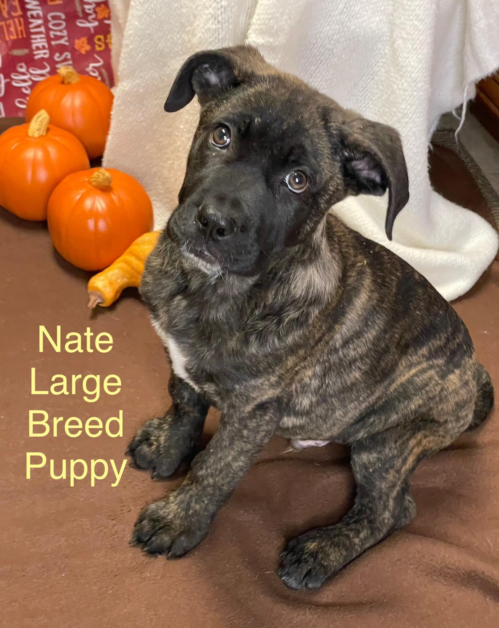 Nate and Natalie - brindle puppies