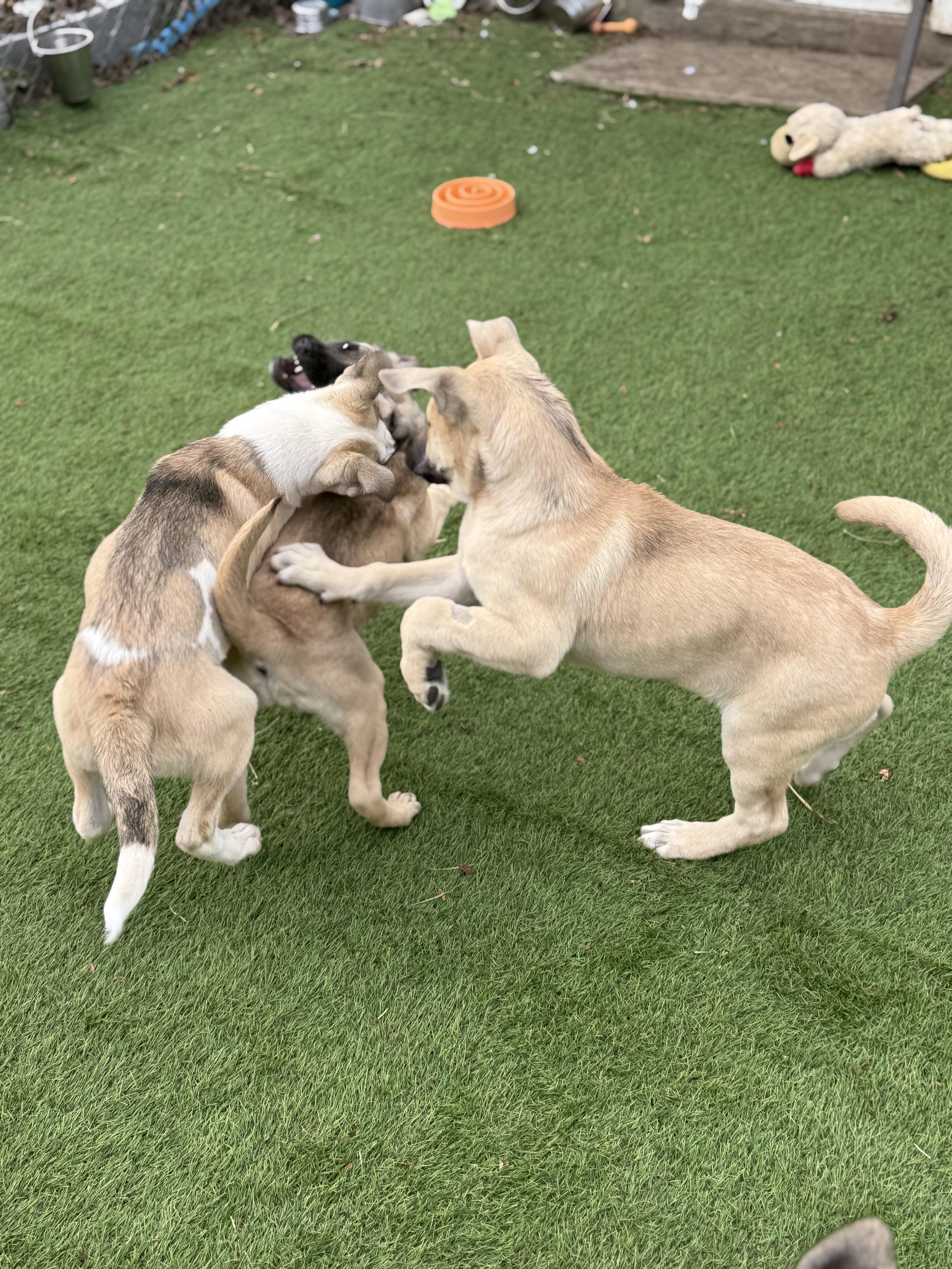 Blizzard, a Adoptable mixed breed in Glenolden, PA image 5/6