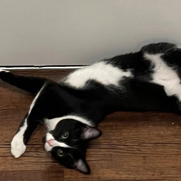 Shortbread, Adoptable, Young Male Domestic Short Hair.