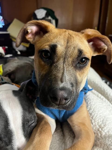 Enlarge Sullivan``, a ADOPTABLE mixed breed in Powell, TN image 2/3