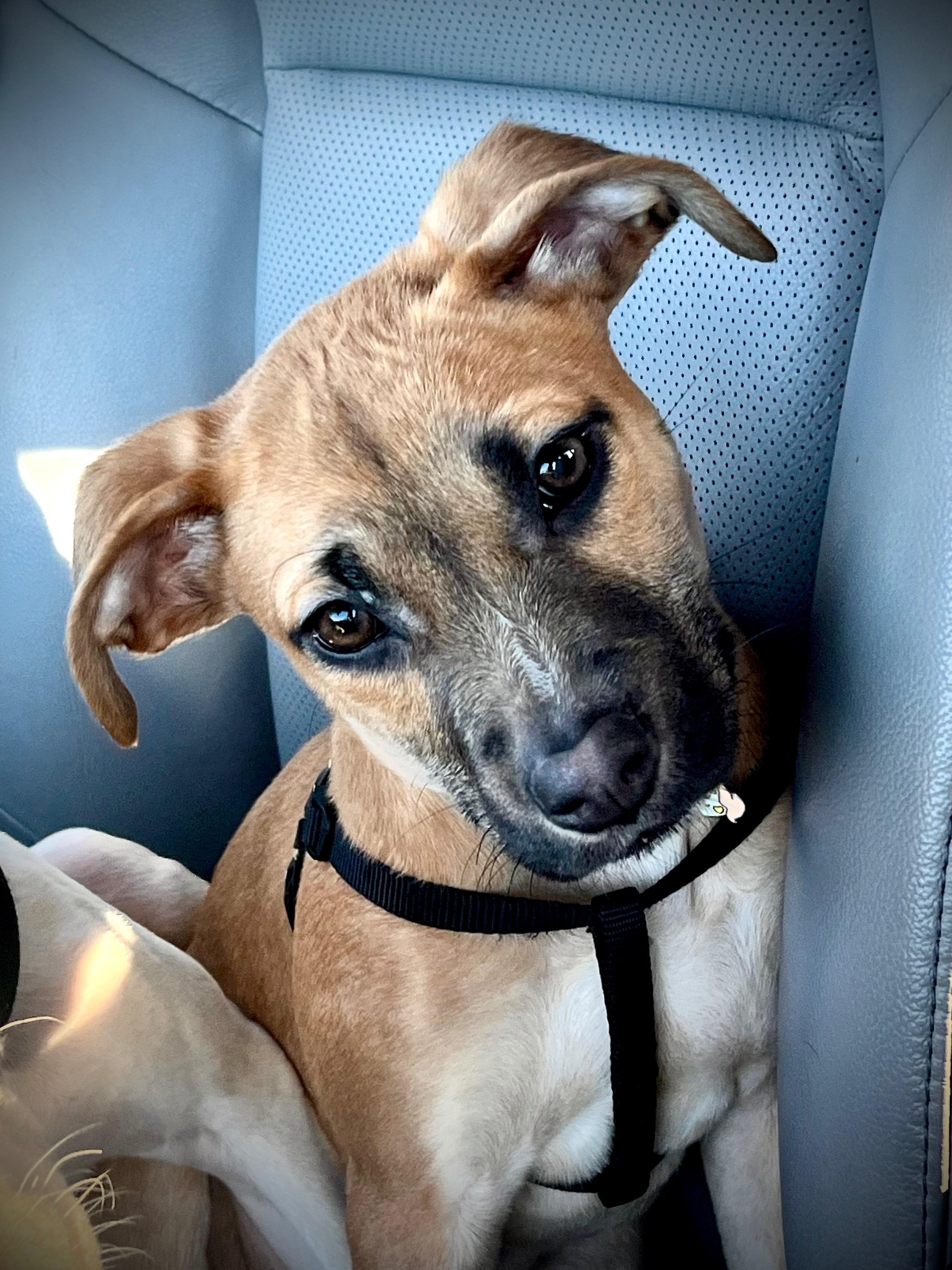 Enlarge Sullivan``, a ADOPTABLE mixed breed in Powell, TN image 3/3