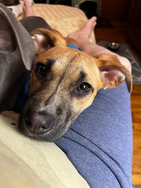 Enlarge Sullivan``, a ADOPTABLE mixed breed in Powell, TN image 1/3