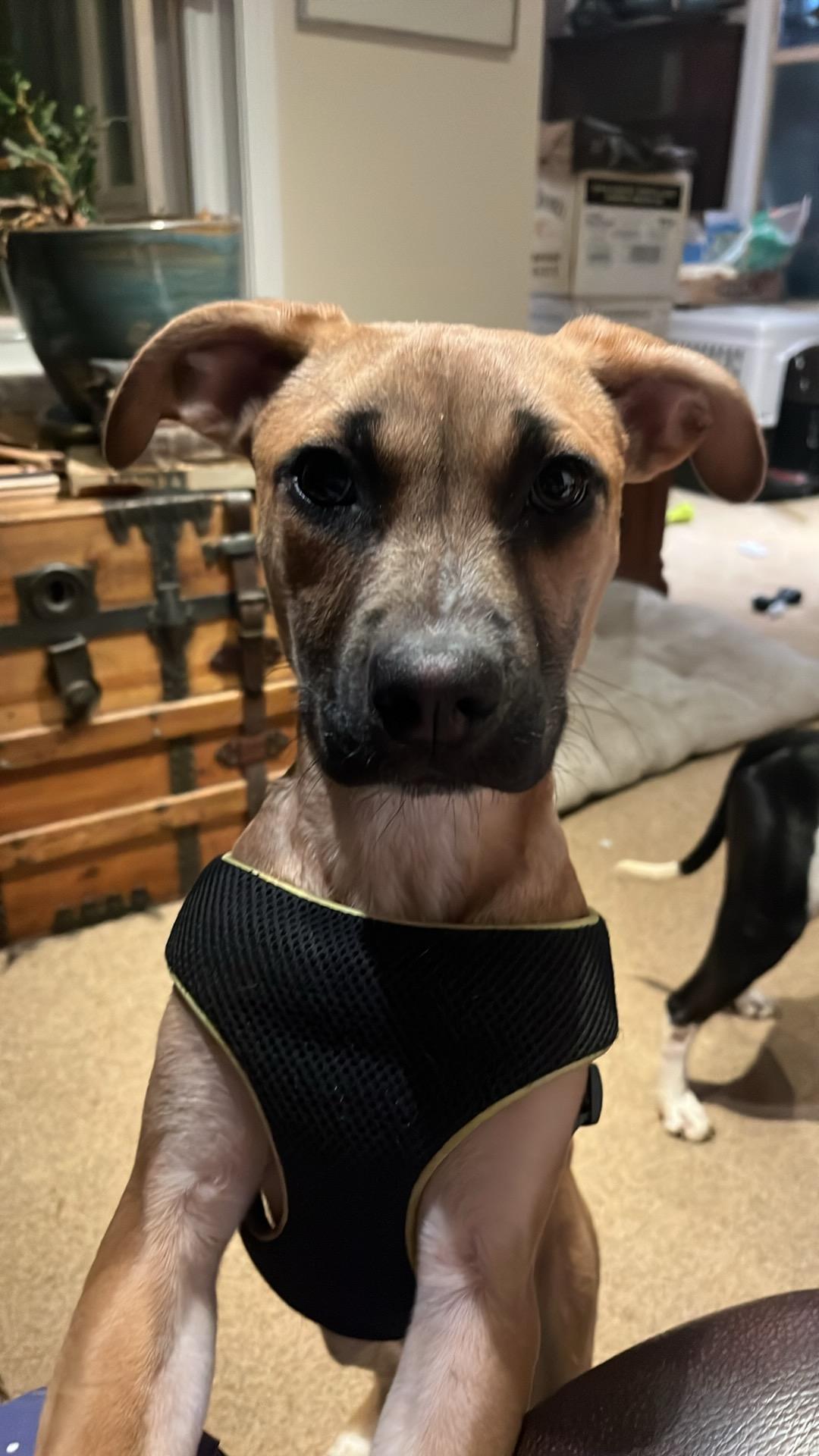 Enlarge Sullivan``, a ADOPTABLE mixed breed in Powell, TN image 5/5