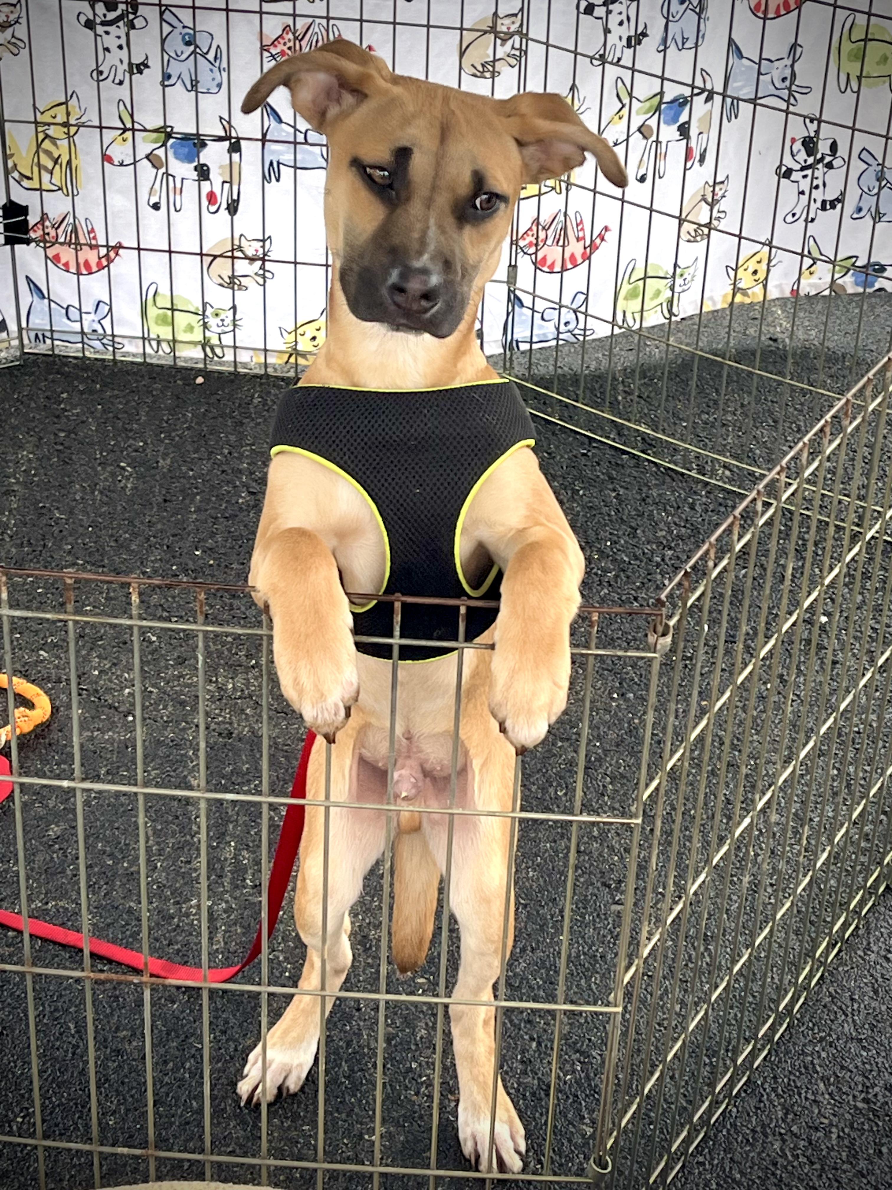 Enlarge Sullivan``, a ADOPTABLE mixed breed in Powell, TN image 2/5