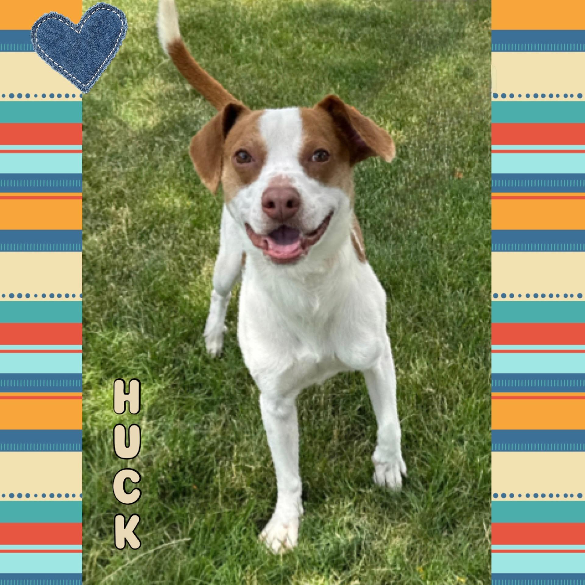 Huck, Adult Male Terrier