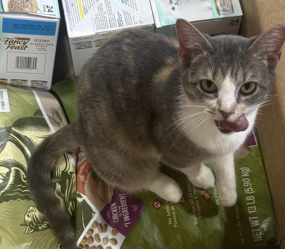 Rachel, Adoptable, Adult Female Domestic Short Hair.