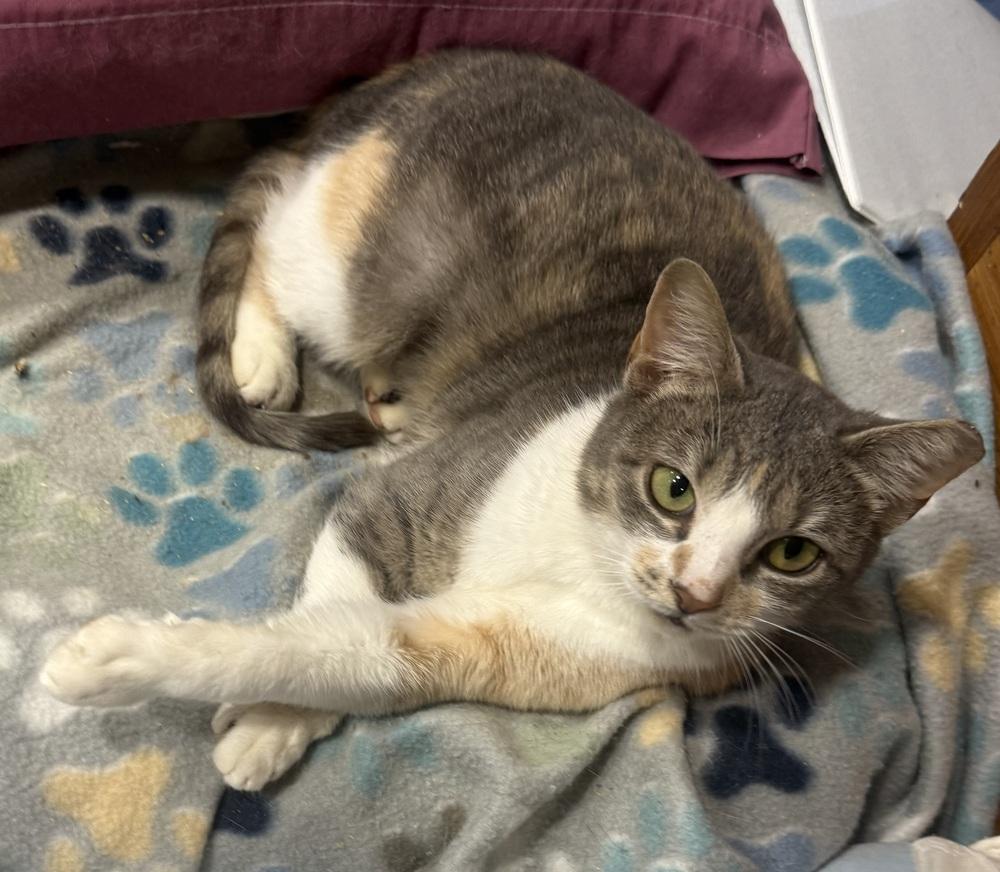 Rachel, Adoptable, Adult Female Domestic Short Hair.