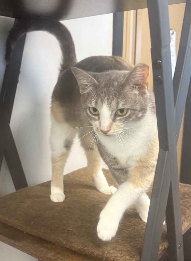 Enlarge Rachel, a Adoptable mixed breed in Jackson, GA image 3/6