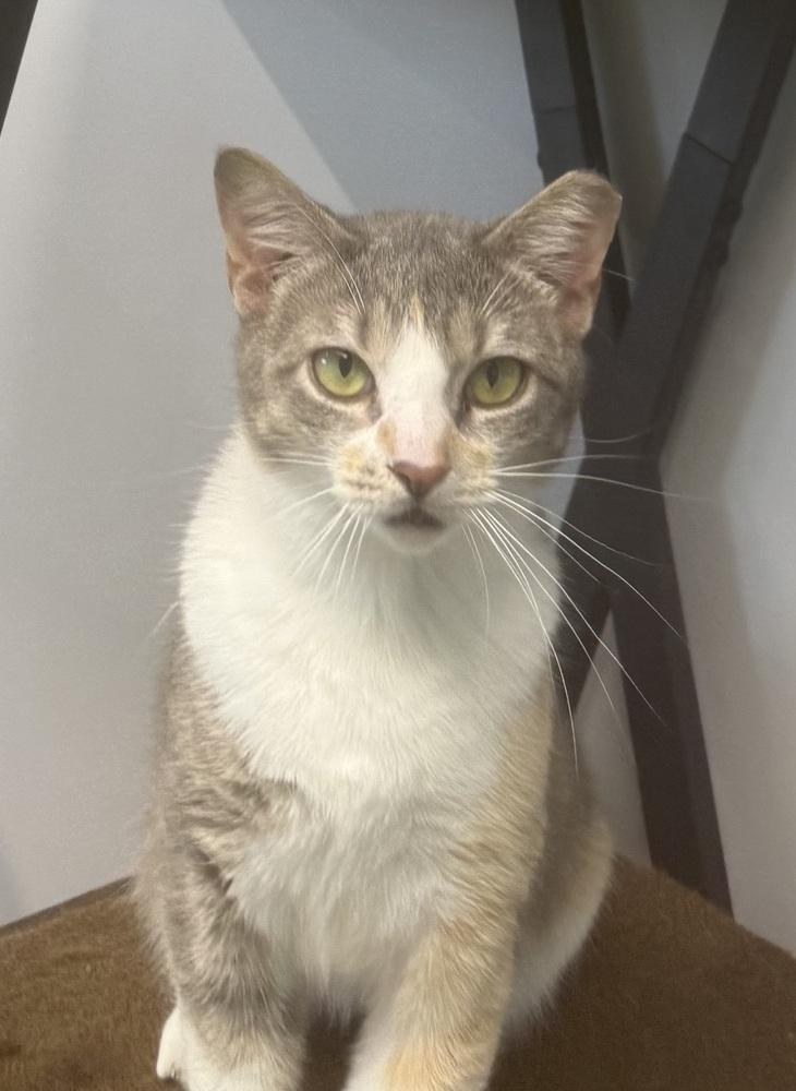 Enlarge Rachel, a Adoptable mixed breed in Jackson, GA image 4/6