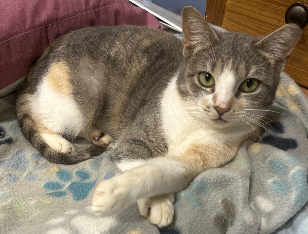 Enlarge Rachel, a Adoptable mixed breed in Jackson, GA image 5/6