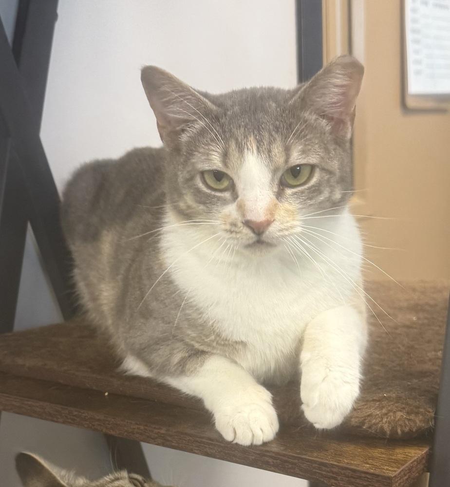 Enlarge Rachel, a Adoptable mixed breed in Jackson, GA image 6/6