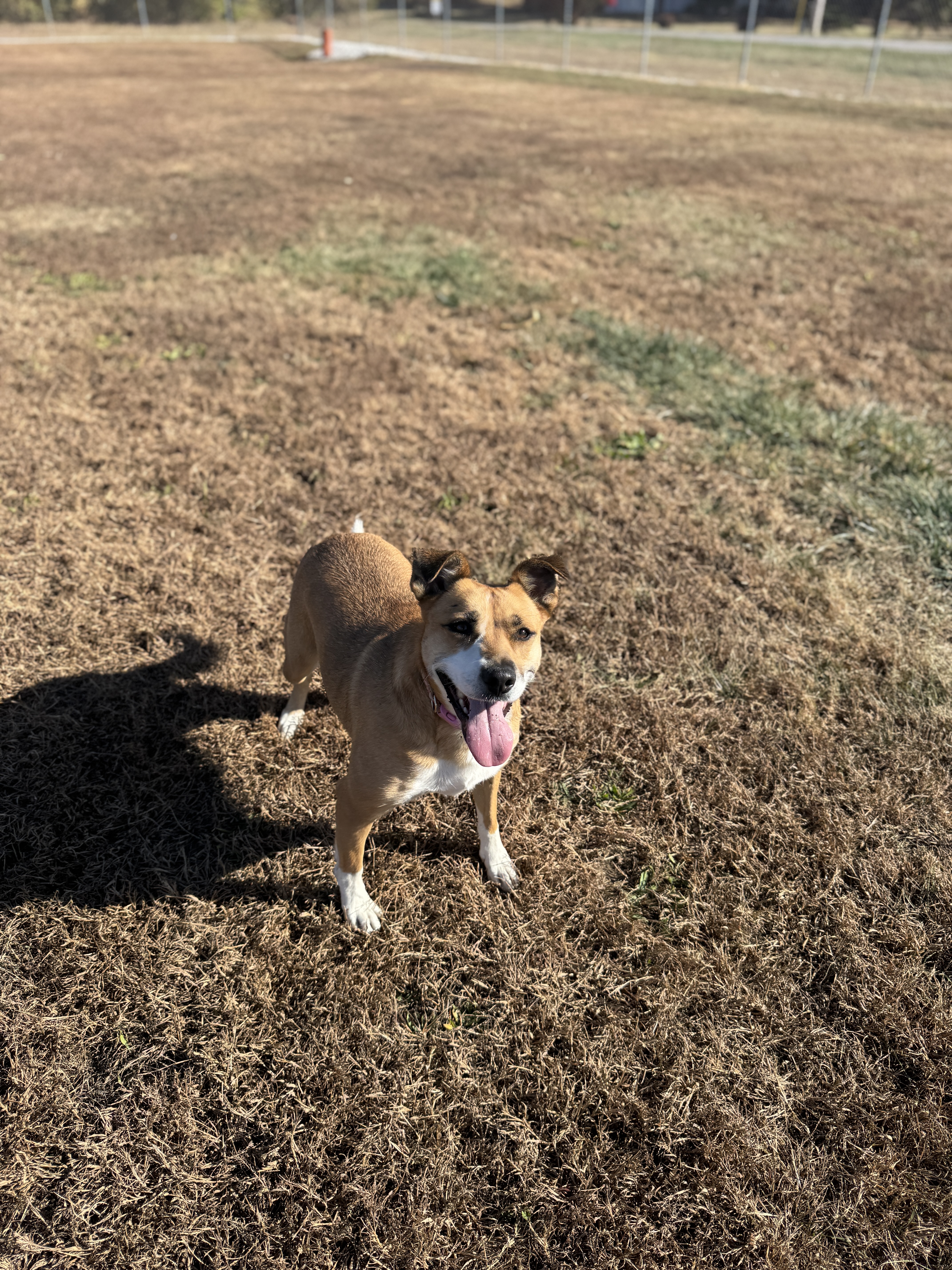 Margaret, a Adoptable Mixed Breed in Winamac, IN image 2/5