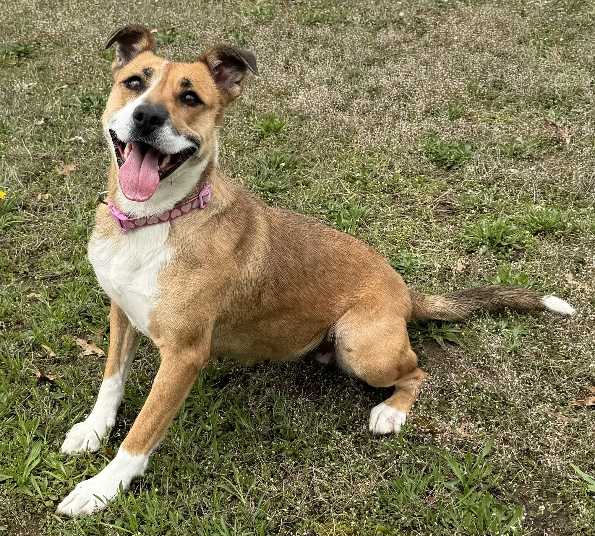 Margaret, a Adoptable Mixed Breed in Winamac, IN image 1/5