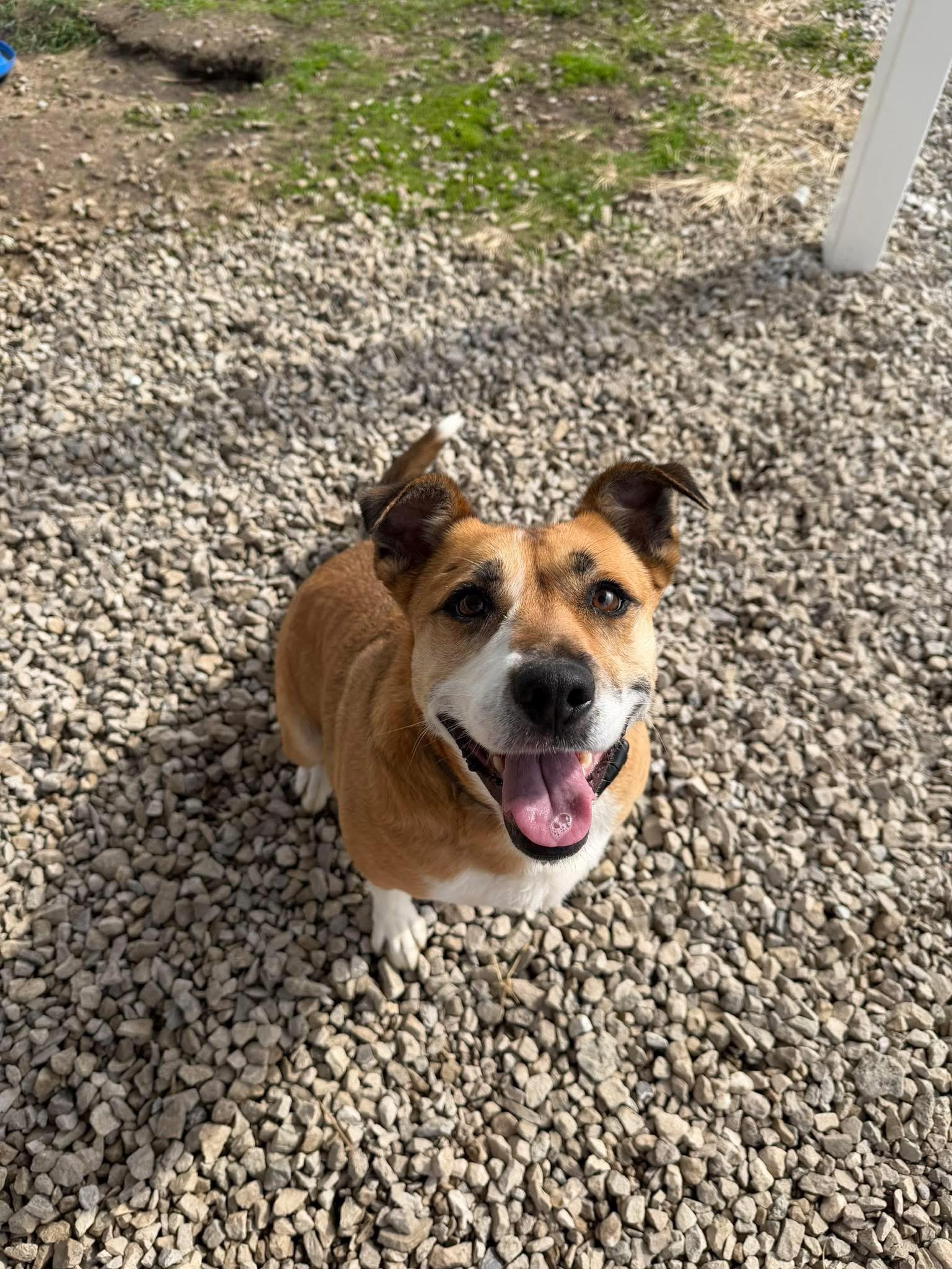 Margaret, a Adoptable Mixed Breed in Winamac, IN image 2/4