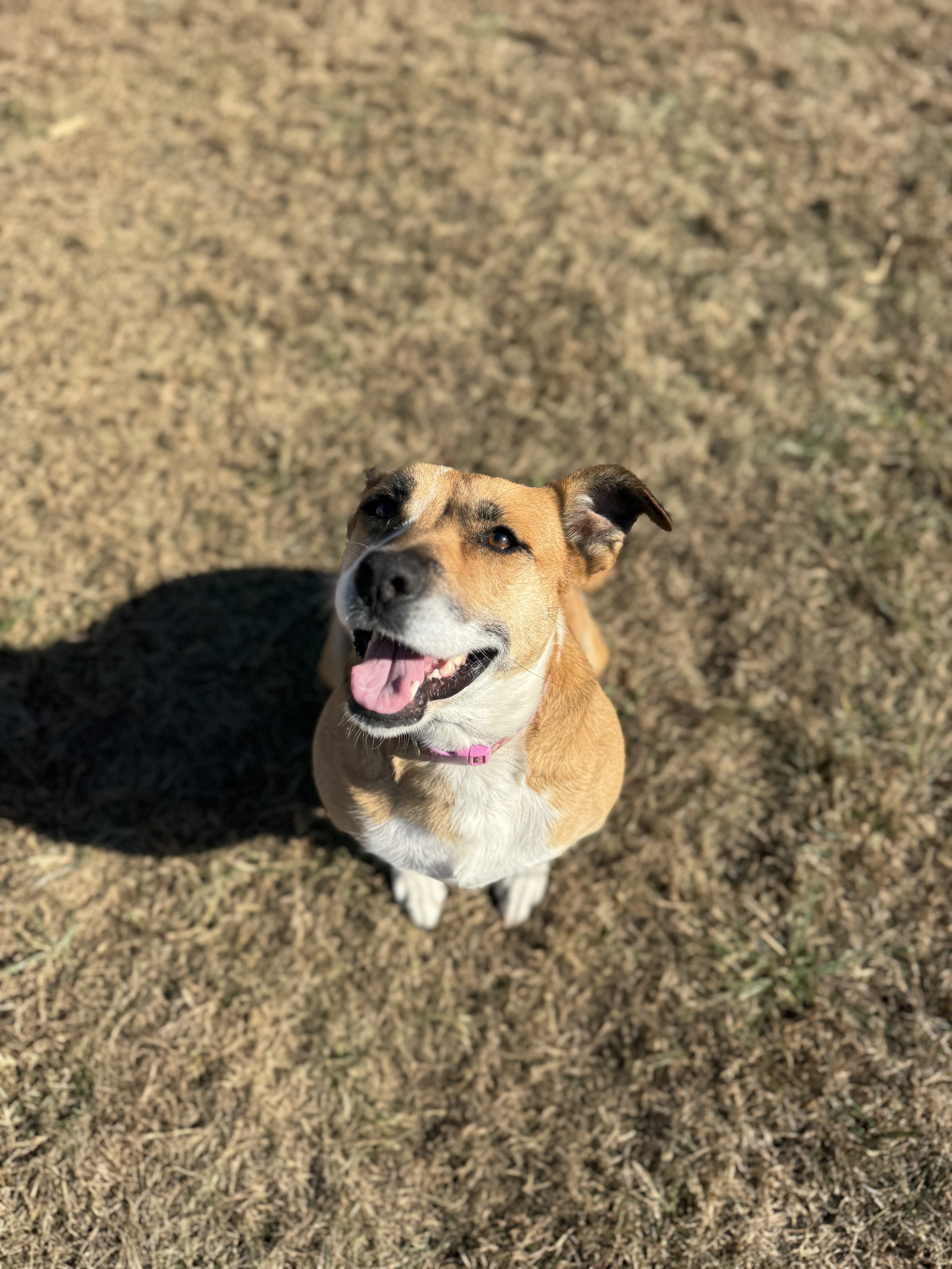 Margaret, a Adoptable Mixed Breed in Winamac, IN image 3/5