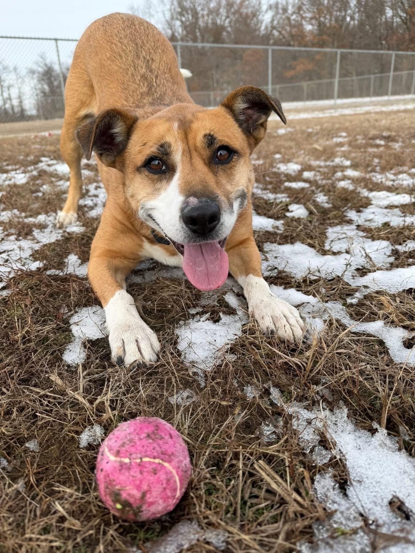 Margaret, Adoptable, Adult Female Mixed Breed.