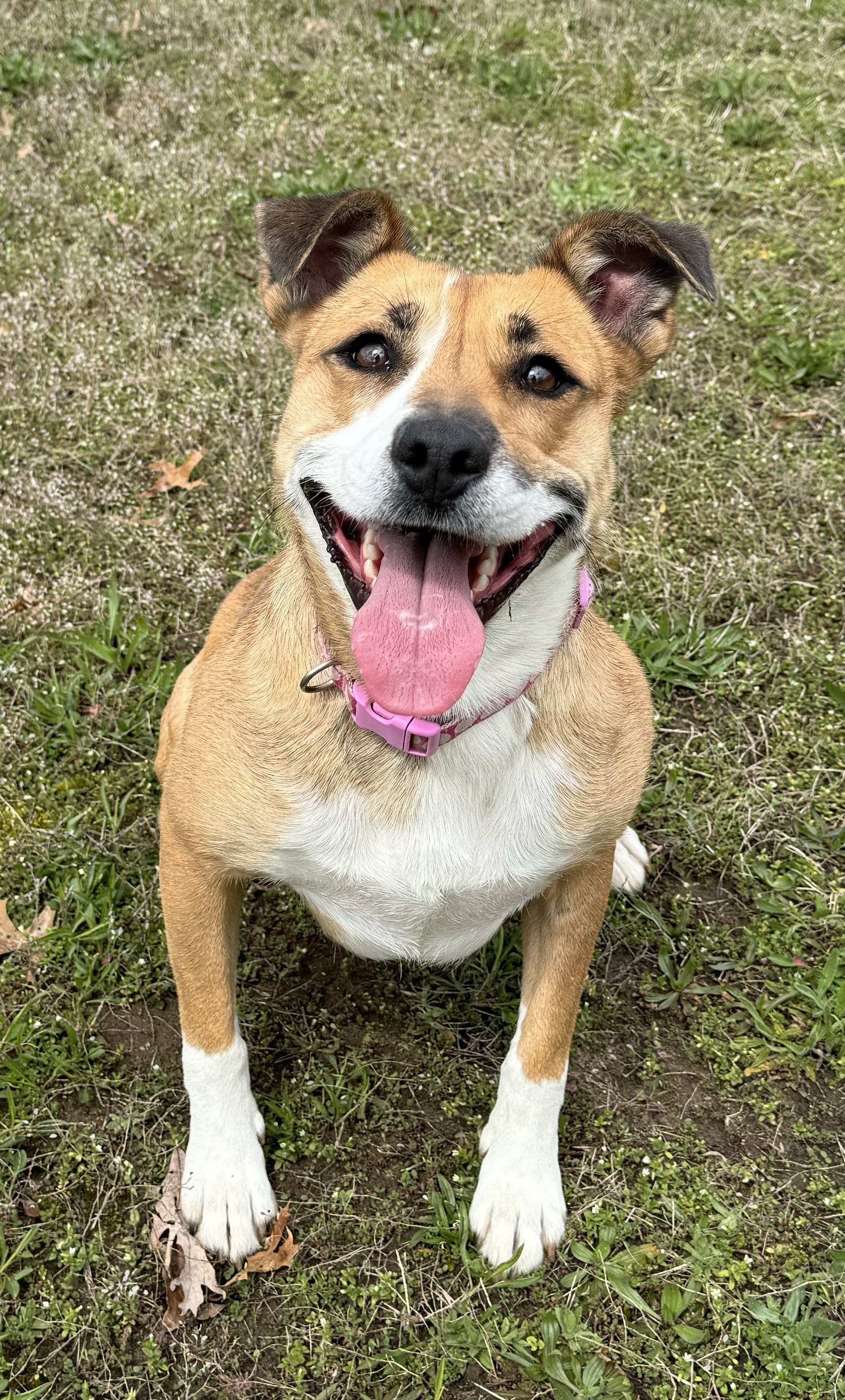 Margaret, a Adoptable Mixed Breed in Winamac, IN image 4/5