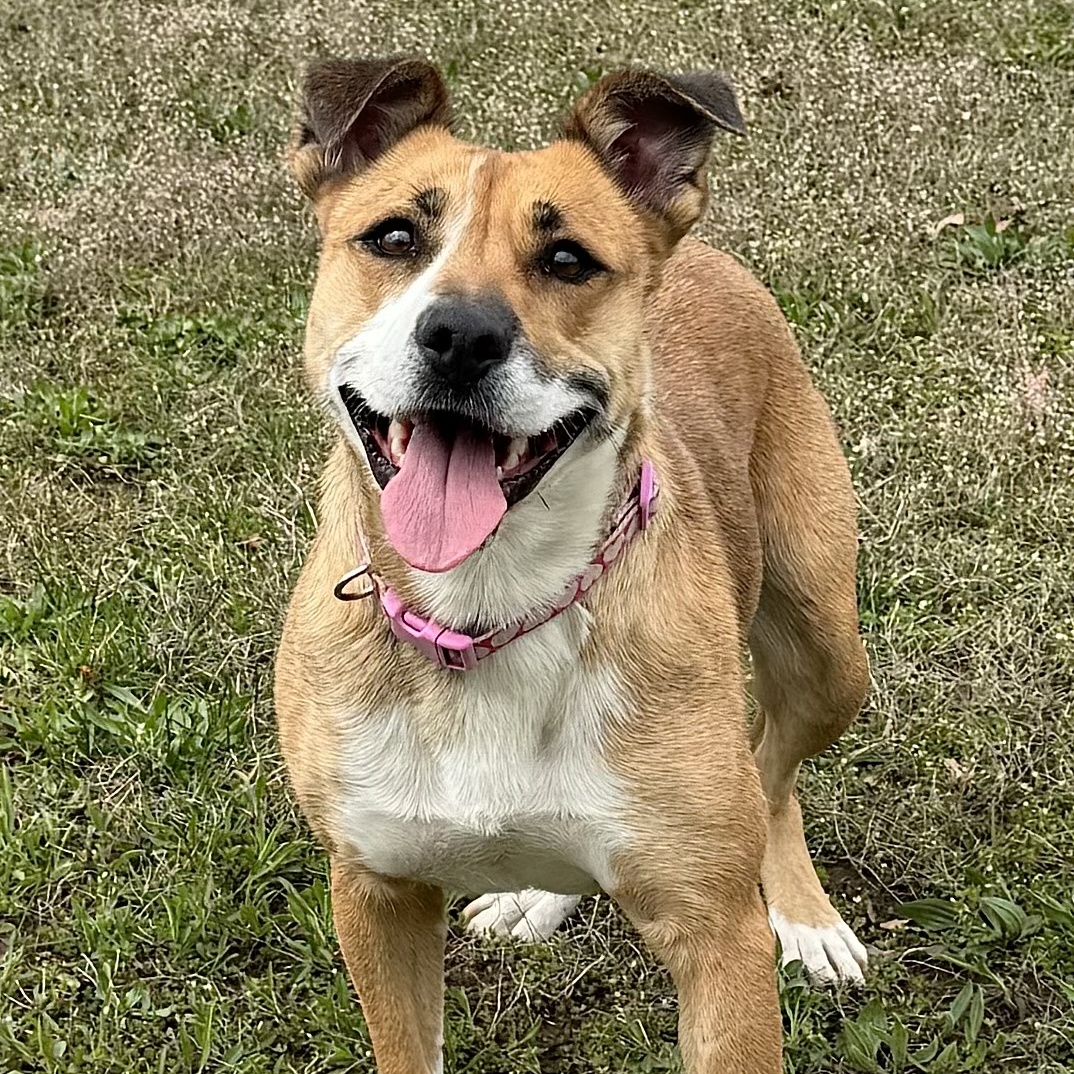 Margaret, a Adoptable Mixed Breed in Winamac, IN image 5/5