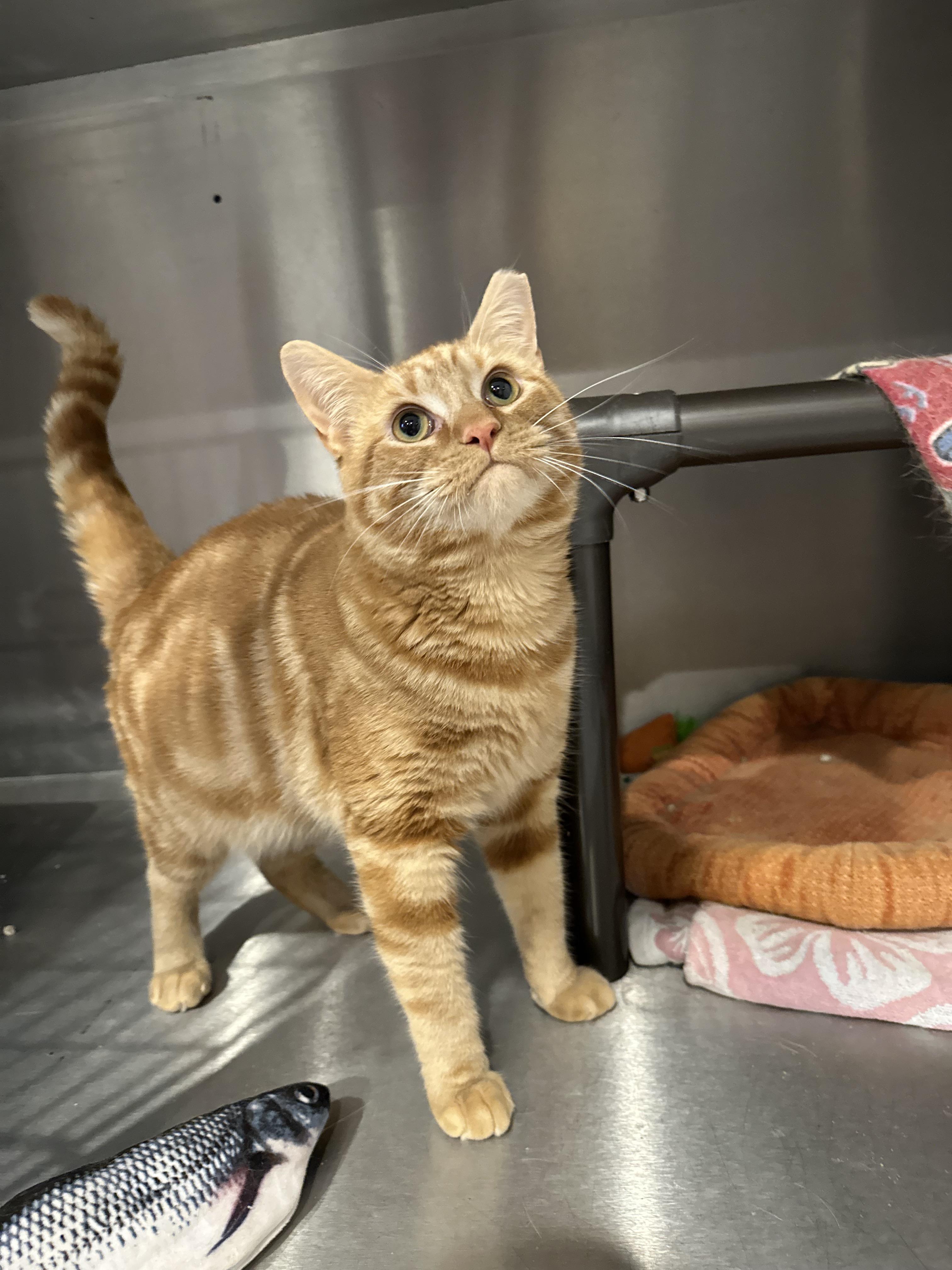 Henry, Adoptable, Adult Male Domestic Short Hair.