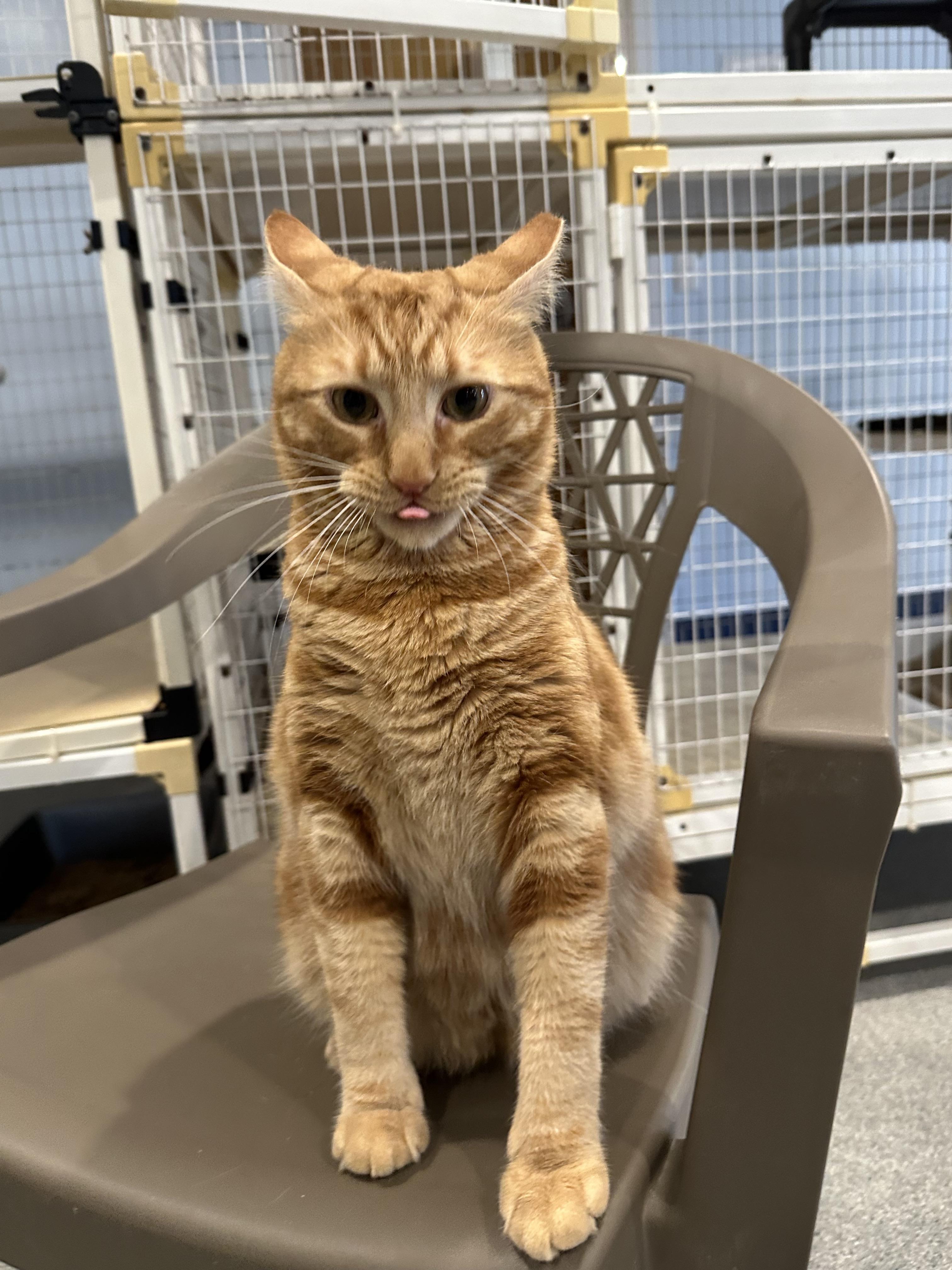 Enlarge Henry, a Adoptable Domestic Short Hair in Clifton, NJ image 2/6