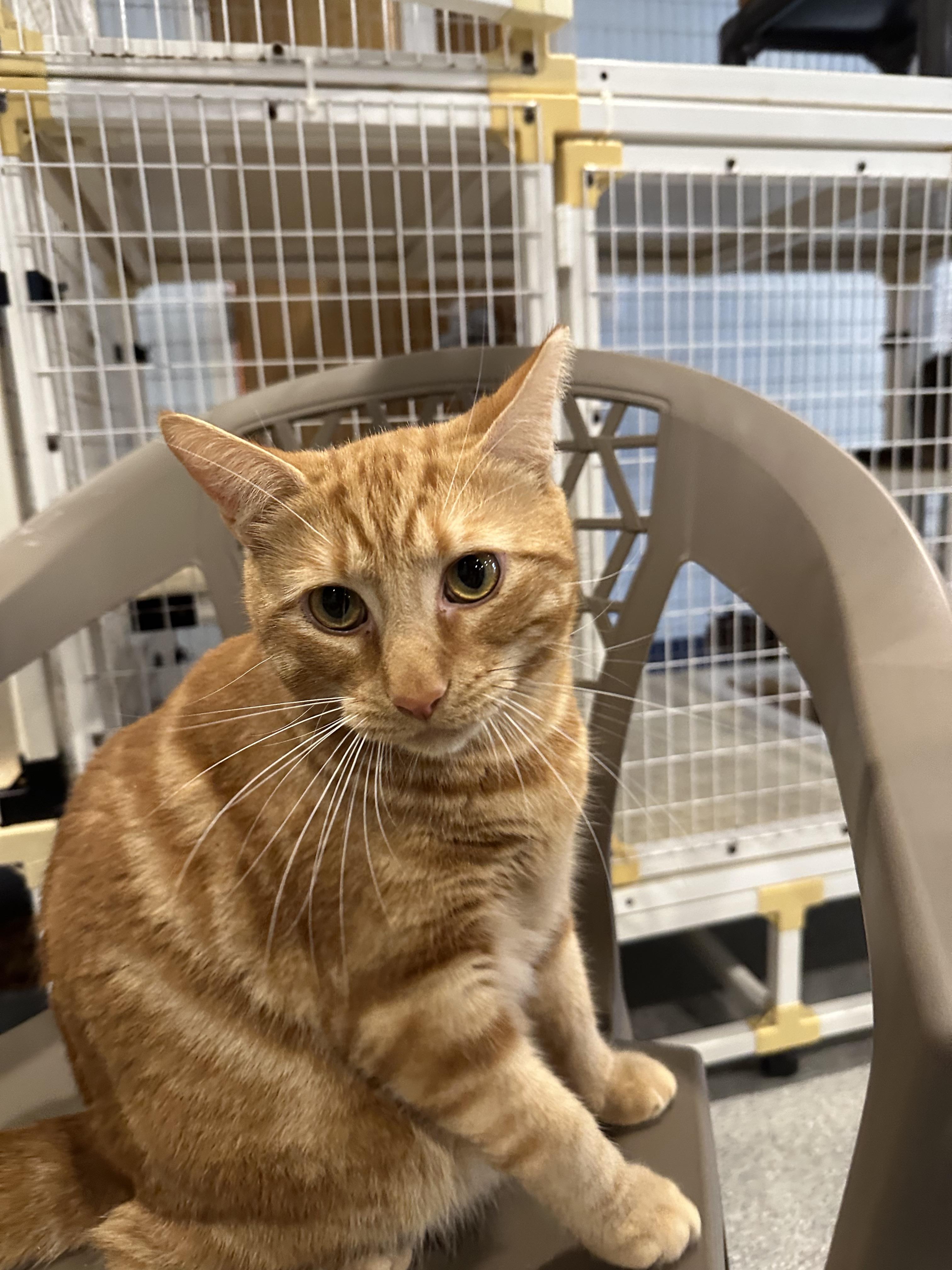 Enlarge Henry, a Adoptable Domestic Short Hair in Clifton, NJ image 3/6