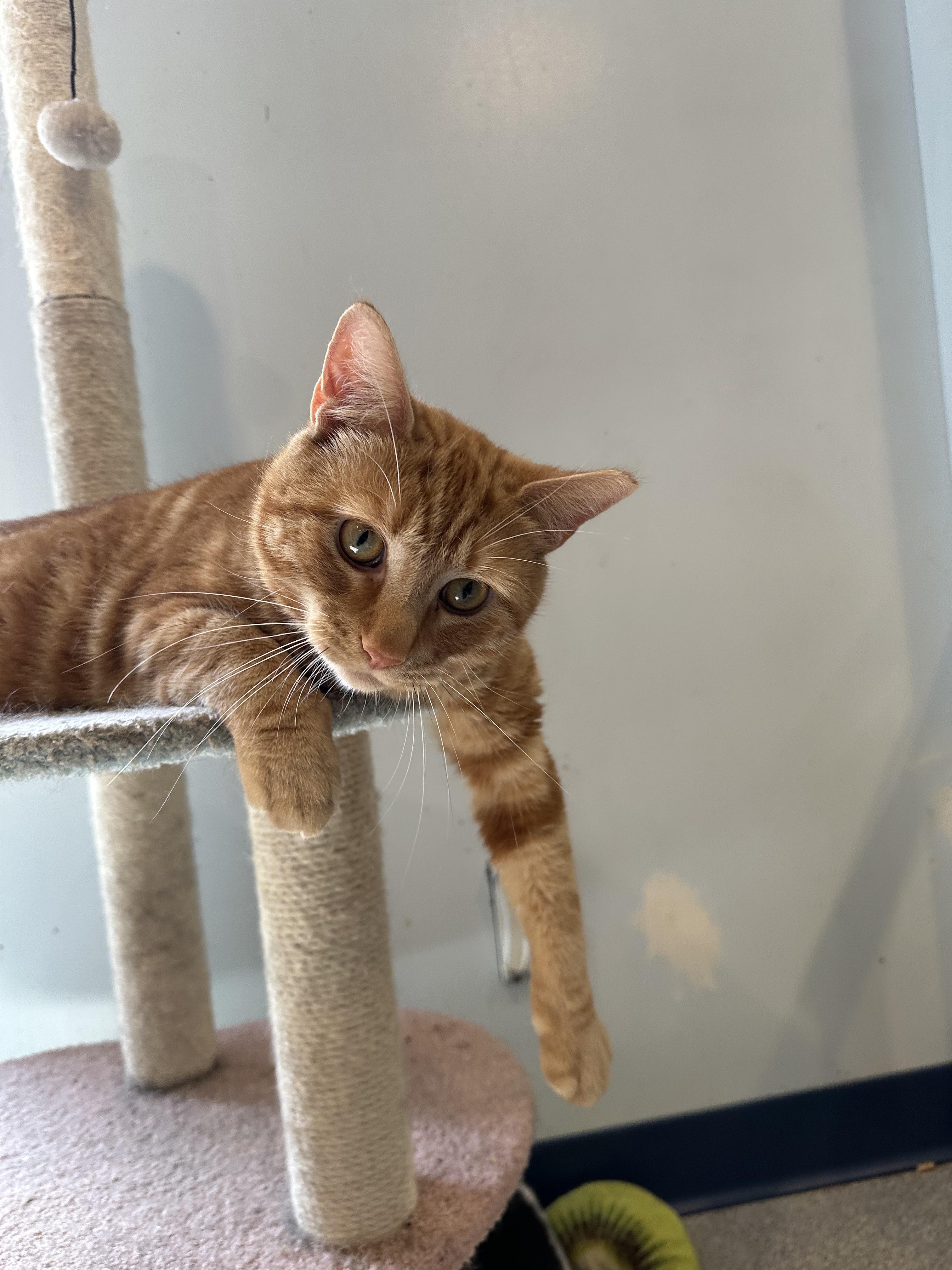 Enlarge Henry, a Adoptable Domestic Short Hair in Clifton, NJ image 4/6