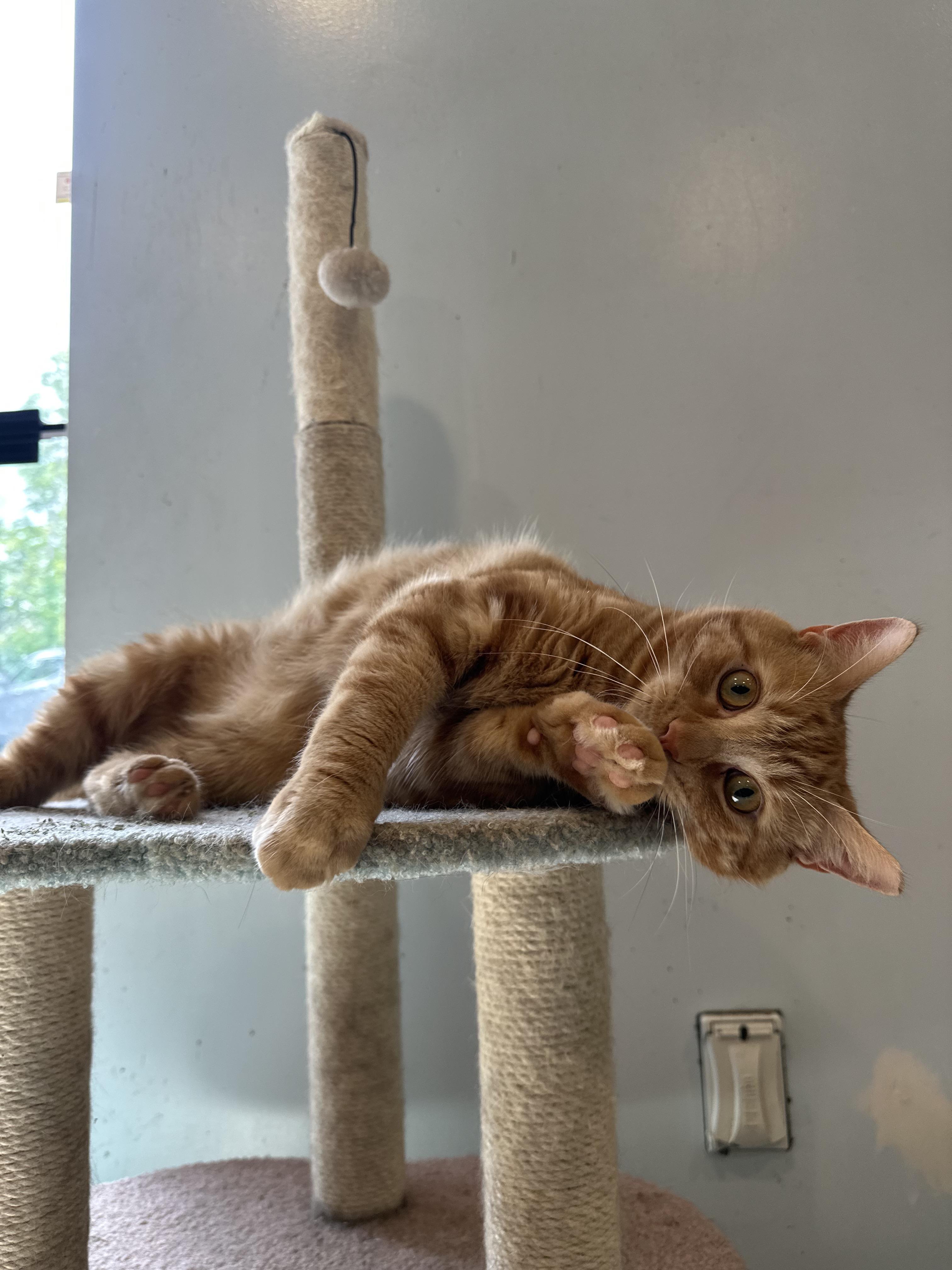 Enlarge Henry, a Adoptable Domestic Short Hair in Clifton, NJ image 5/6