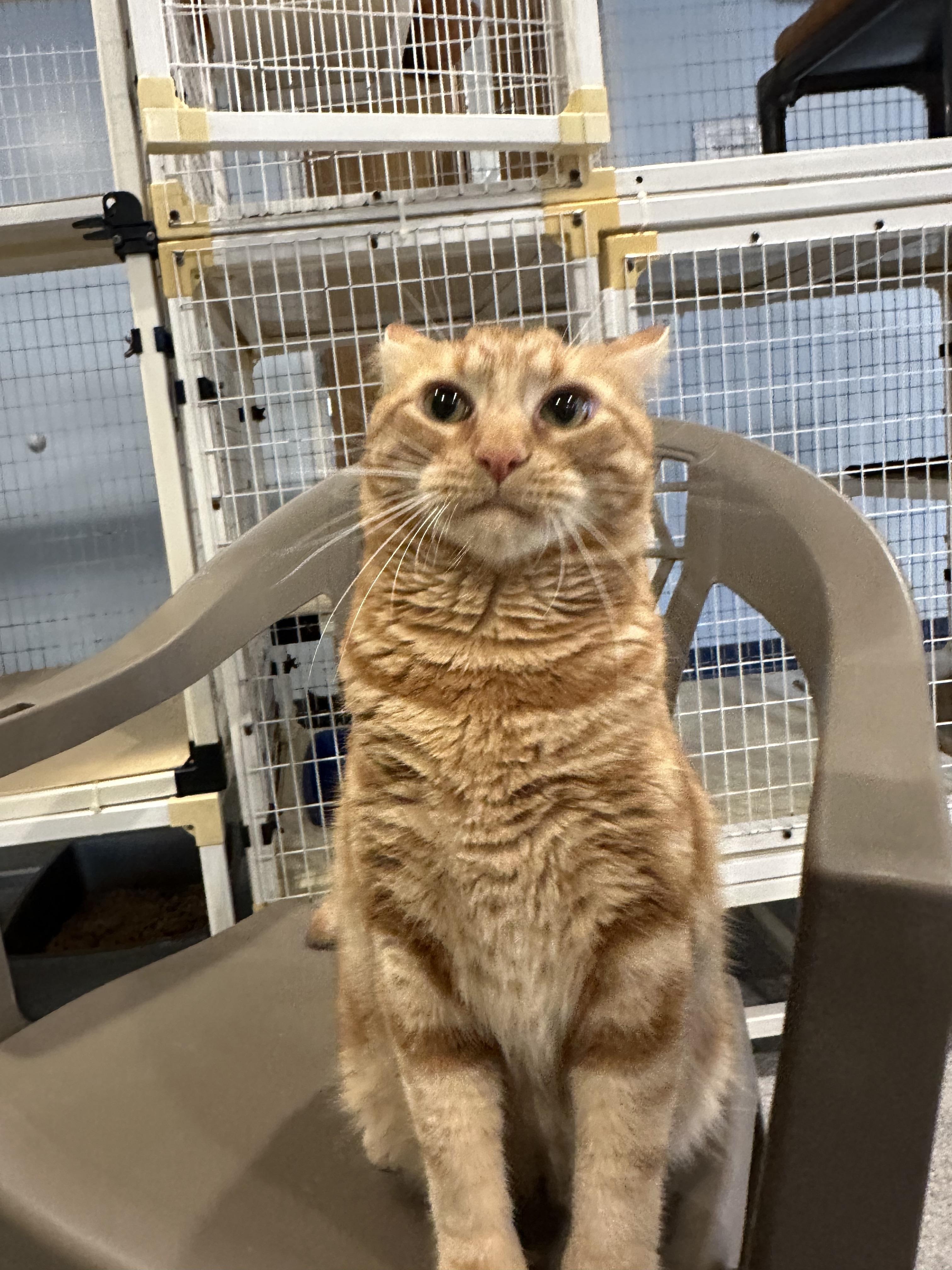 Enlarge Henry, a Adoptable Domestic Short Hair in Clifton, NJ image 6/6